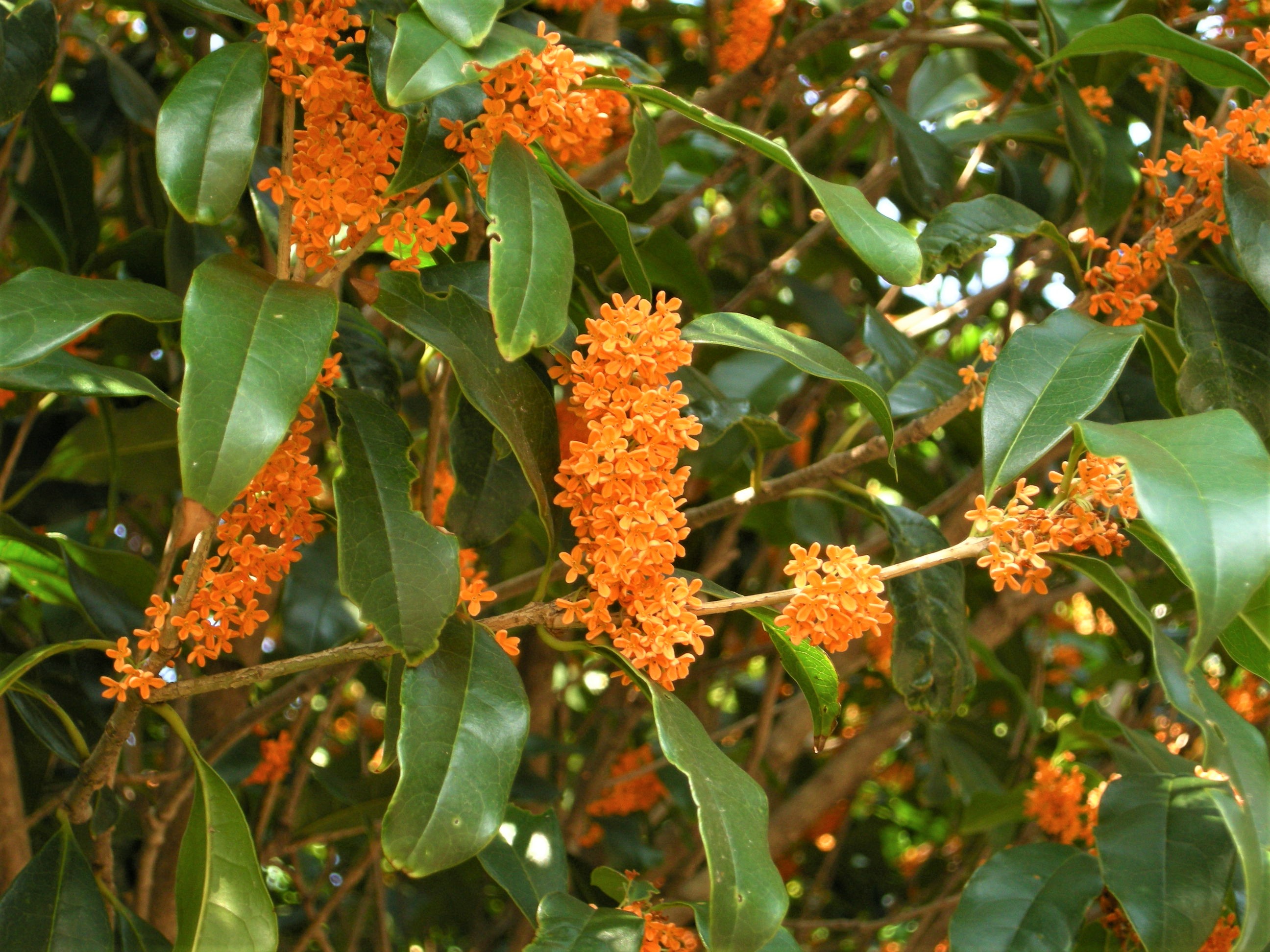 キンモクセイ@プロフィールご参考ください 109．《キンモクセイ（金木犀）》 | ニッセイ緑の財団ニュース