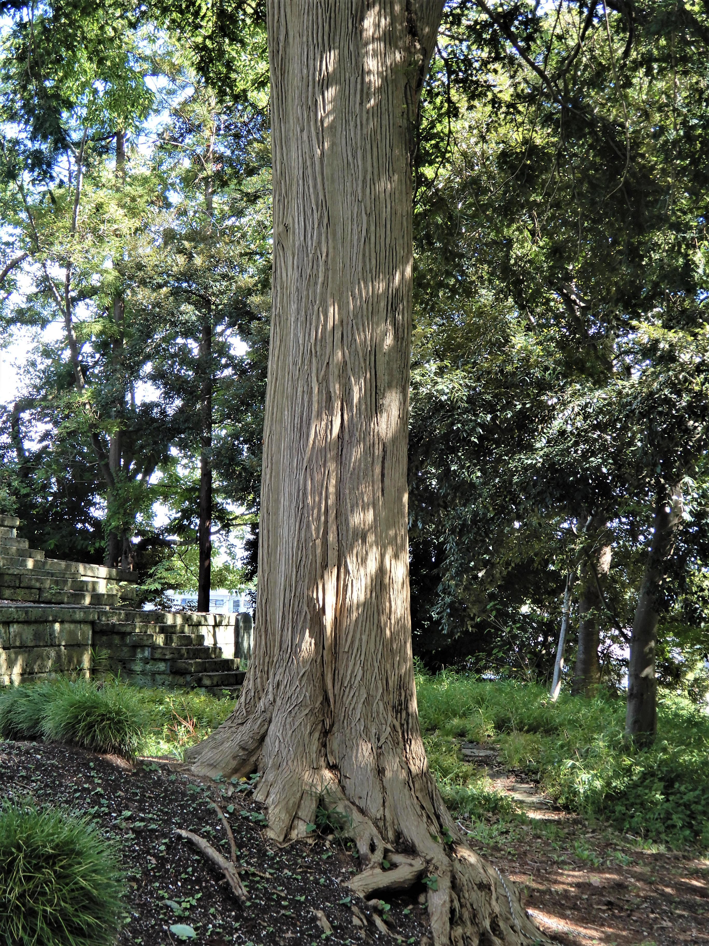 114．《カヤ（榧 栢）》 | ニッセイ緑の財団ニュース