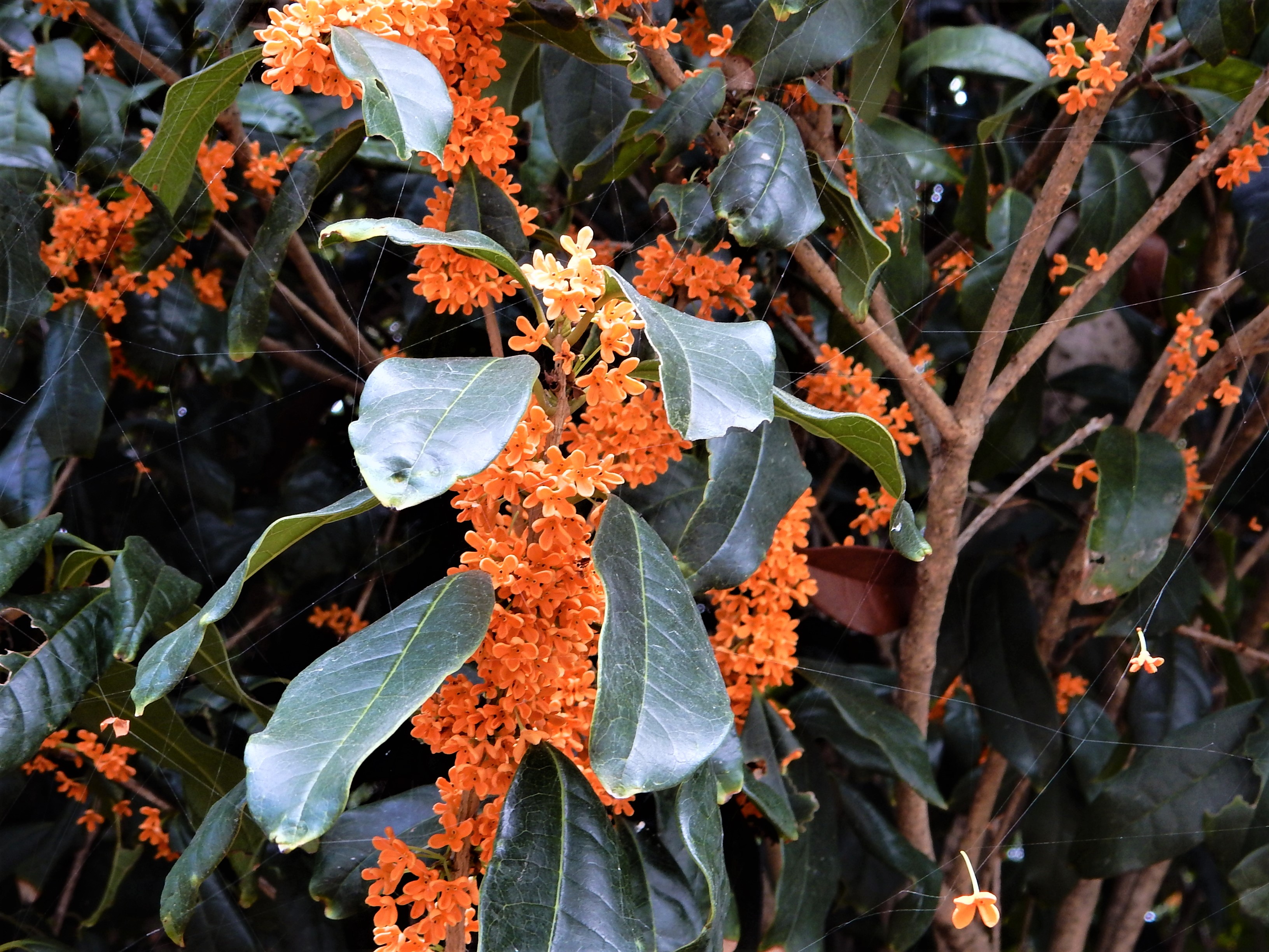 109．《キンモクセイ（金木犀）》 | ニッセイ緑の財団ニュース