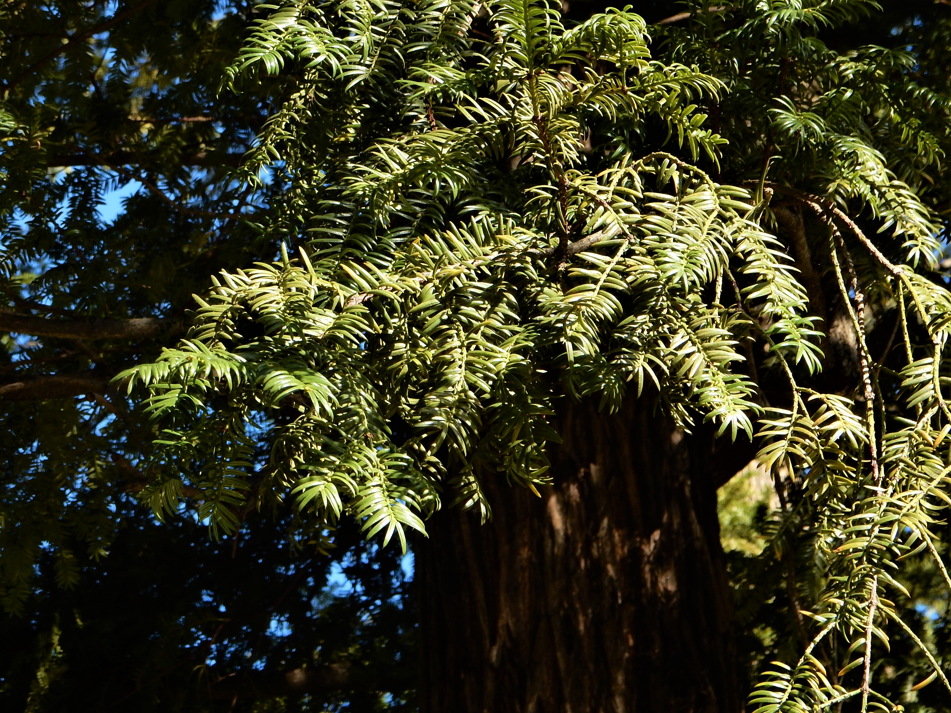 114．《カヤ（榧 栢）》 | ニッセイ緑の財団ニュース