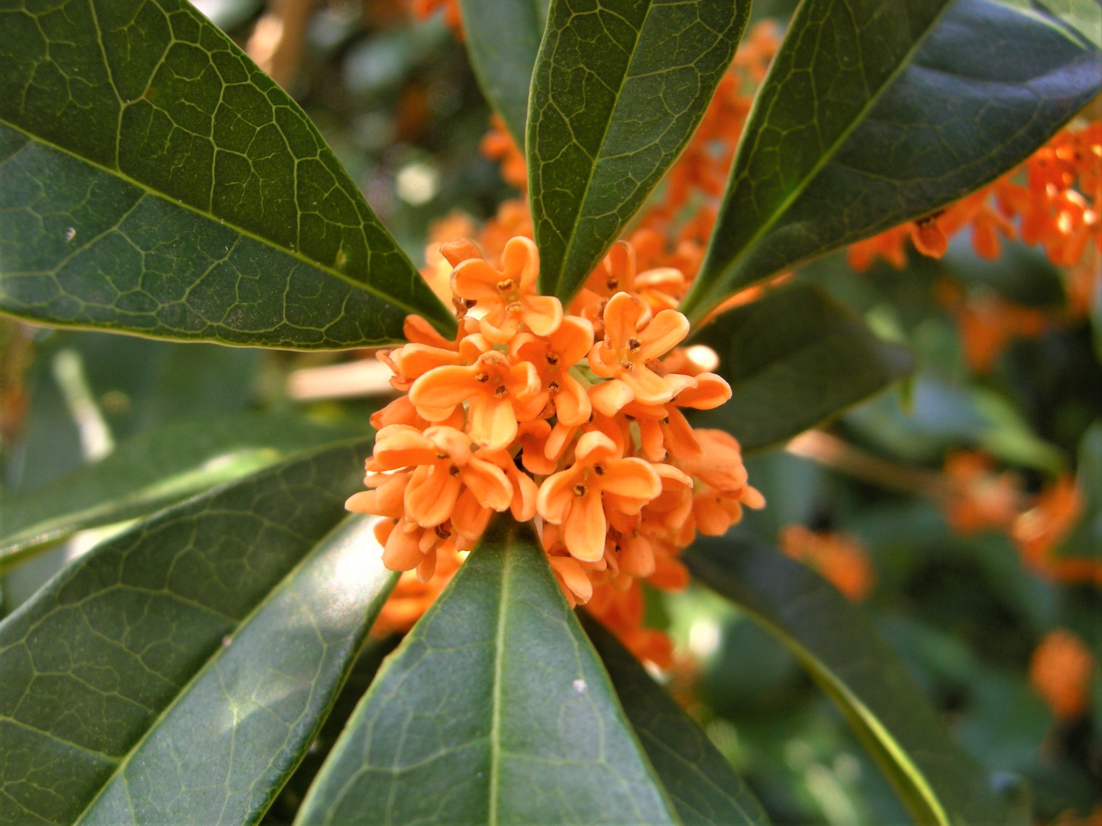 109．《キンモクセイ（金木犀）》 | ニッセイ緑の財団ニュース