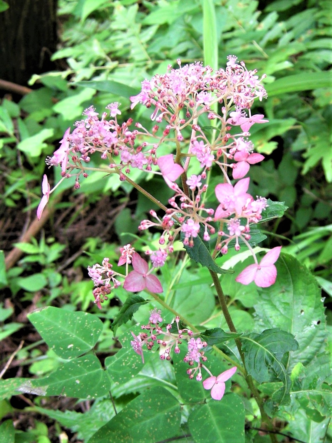 87．《クサアジサイ（草紫陽花）》 | ニッセイ緑の財団ニュース