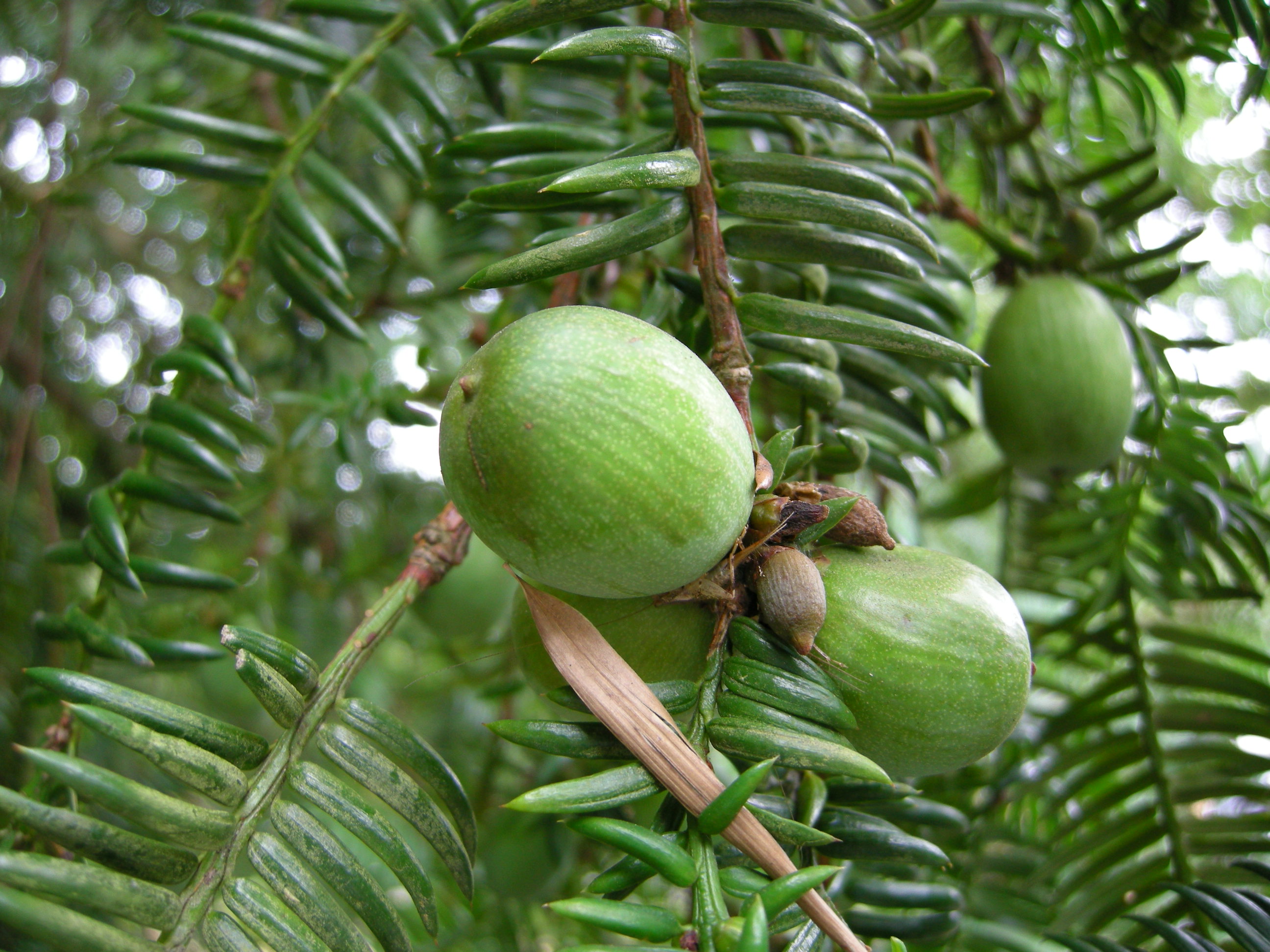 114．《カヤ（榧 栢）》 | ニッセイ緑の財団ニュース