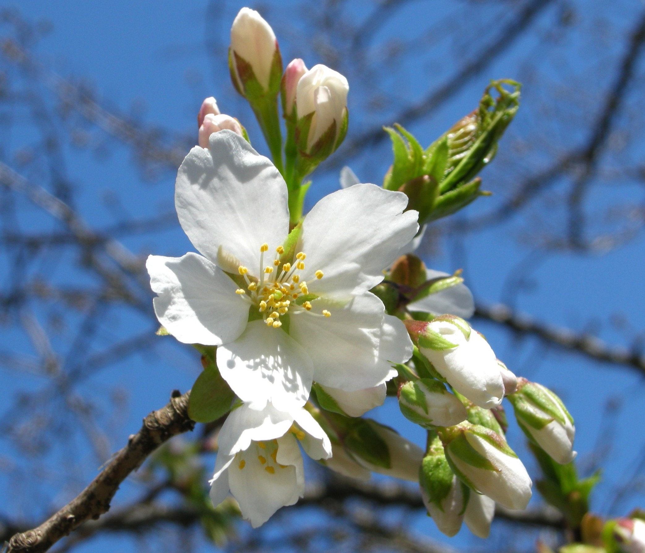 473．《オオシマザクラ（大島桜）》 | ニッセイ緑の財団ニュース