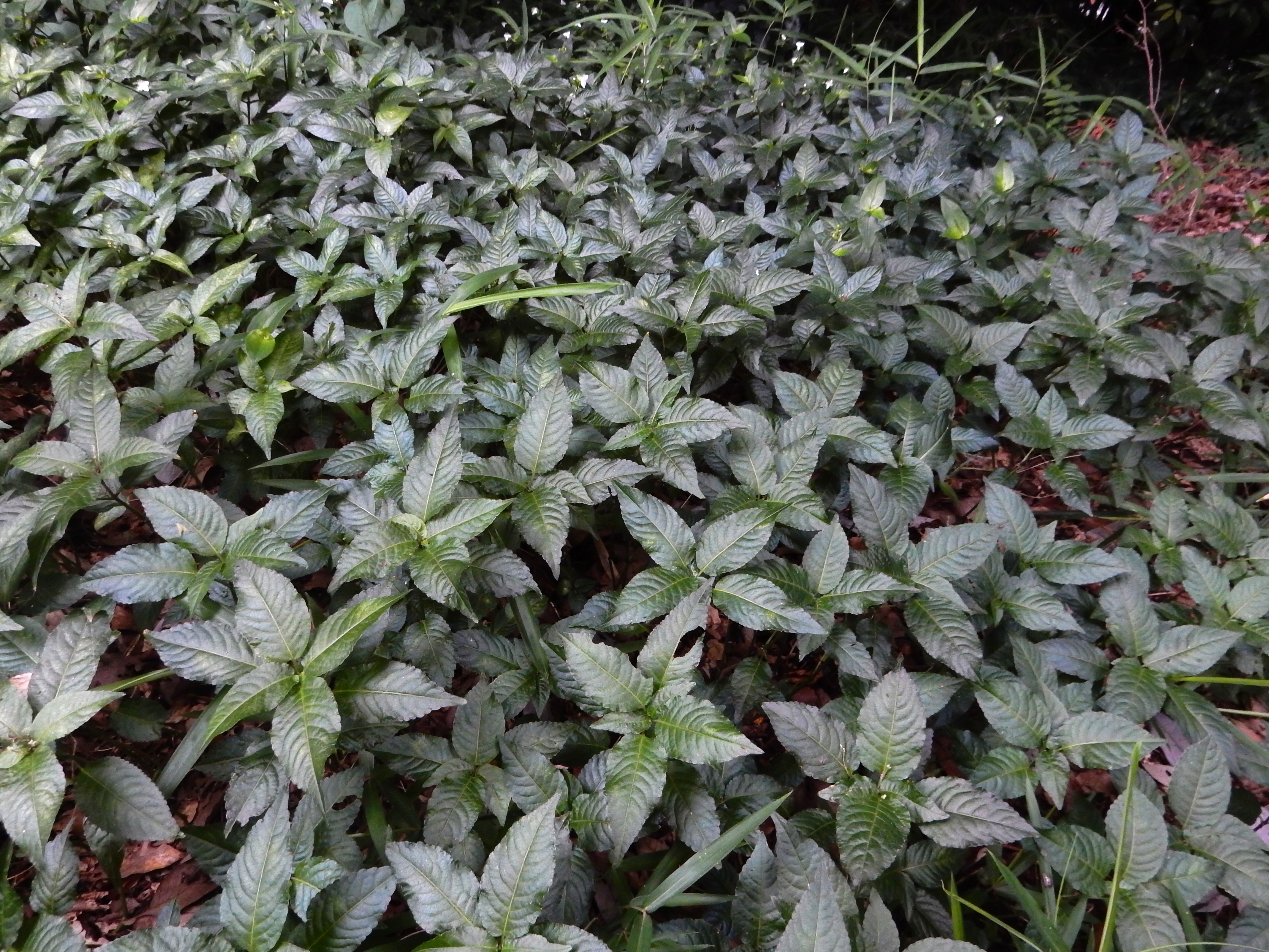 ４７５．《ヤマアイ（山藍）》