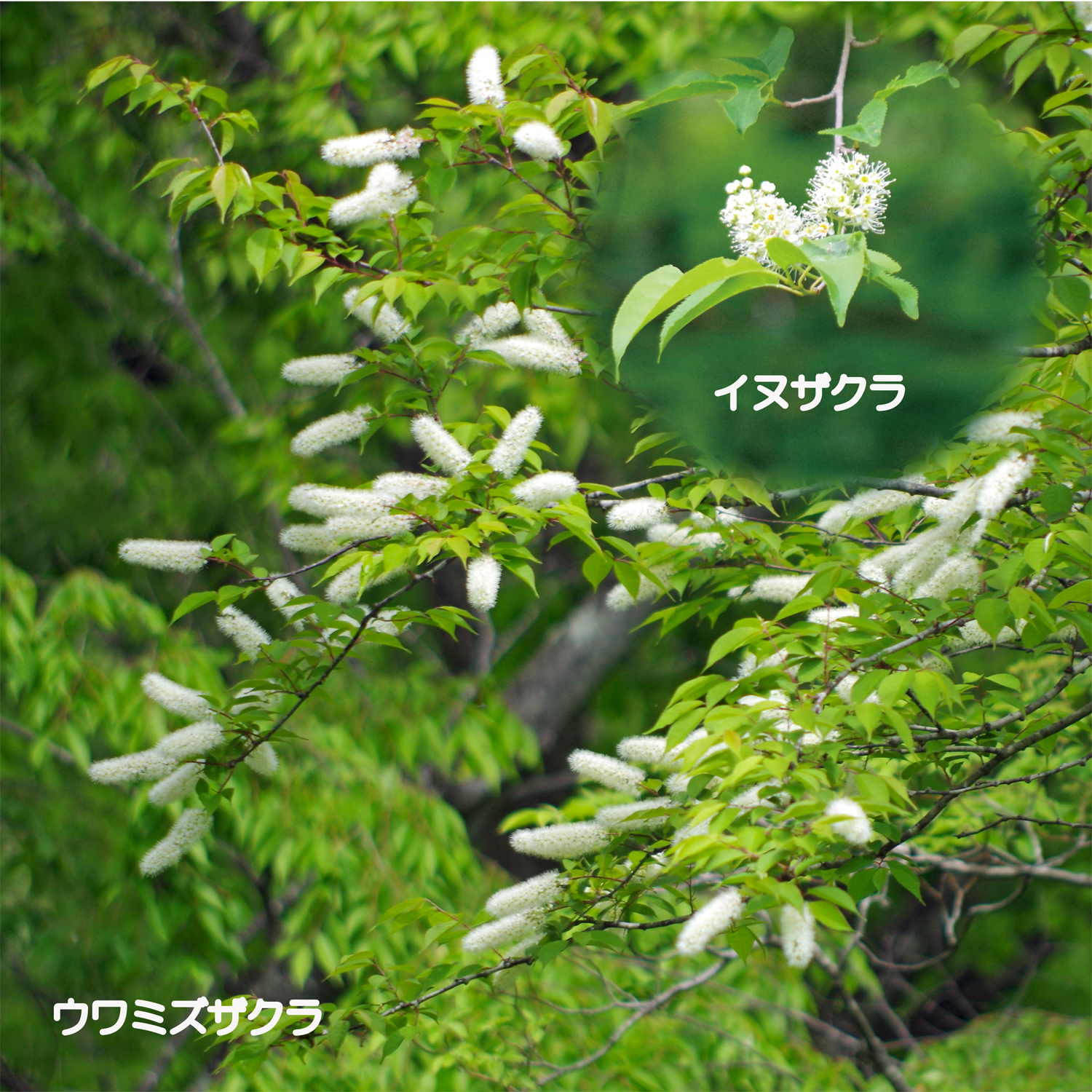 《No.２３》白い花の咲く頃