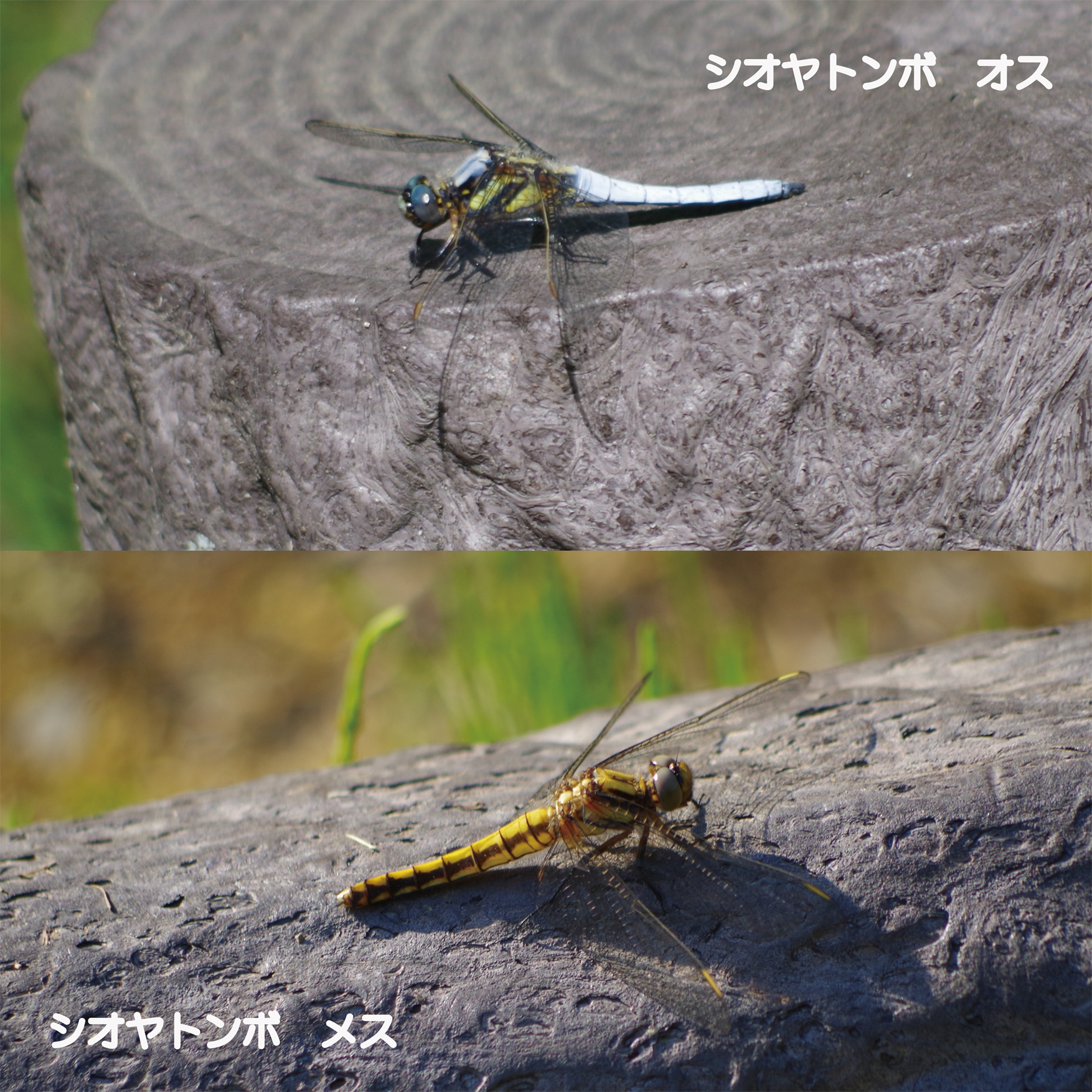 《No.２５》トンボのめがねは水色めがね♪