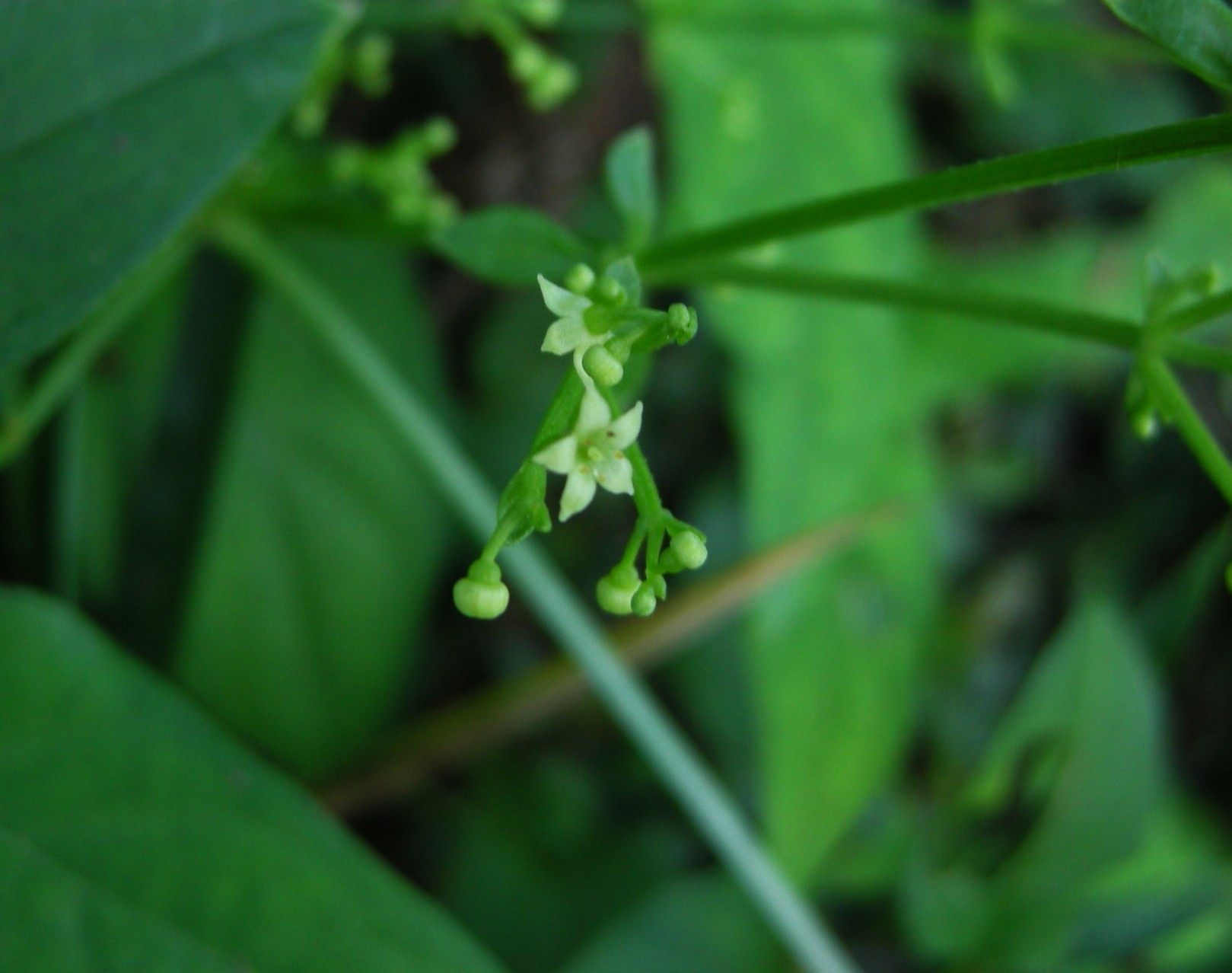 ねーこ　アカシア904545 ねーこ様専用 アカシア904545