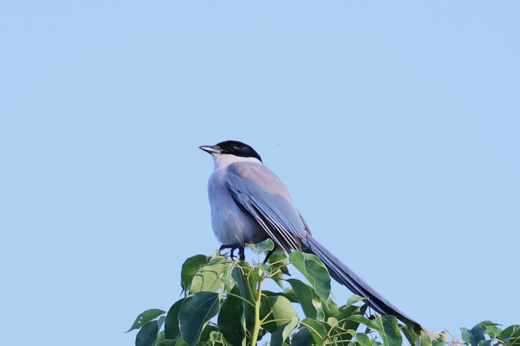 463．《オナガ（尾長）》 | ニッセイ緑の財団ニュース