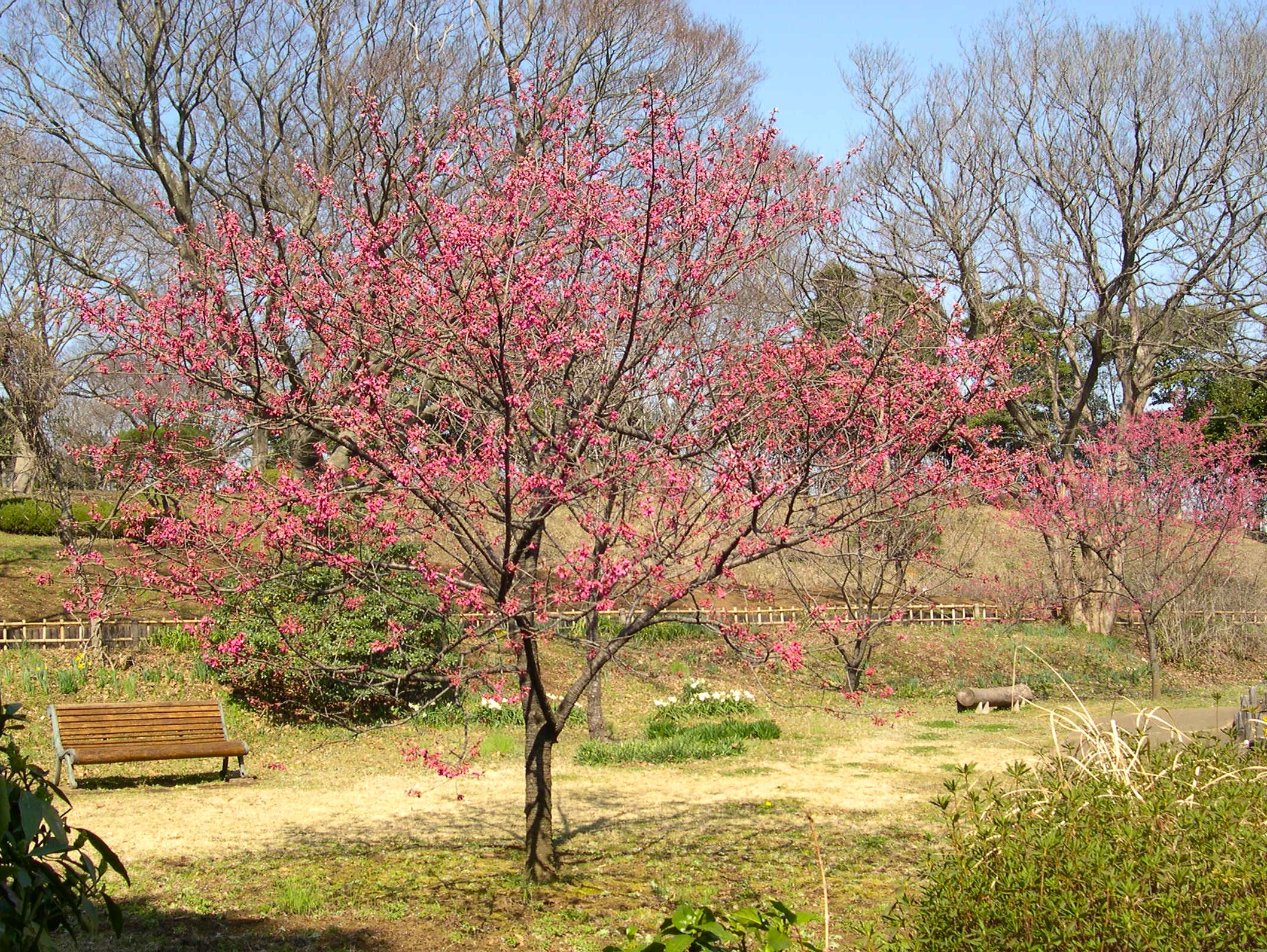 458．《カンヒザクラ（寒緋桜）別名ヒカンザクラ（緋寒桜