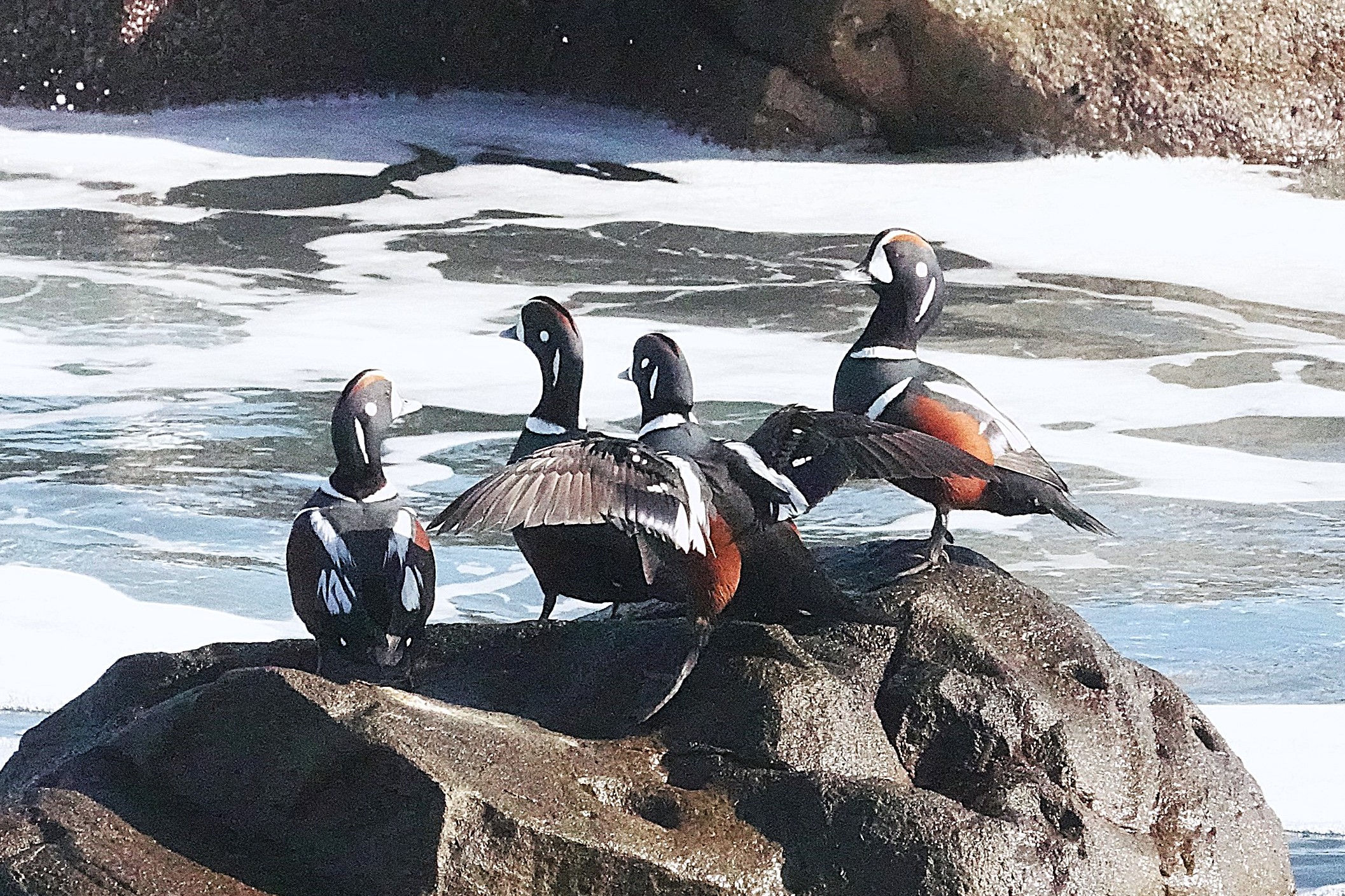 460．《シノリガモ （晨鴨）》 | ニッセイ緑の財団ニュース