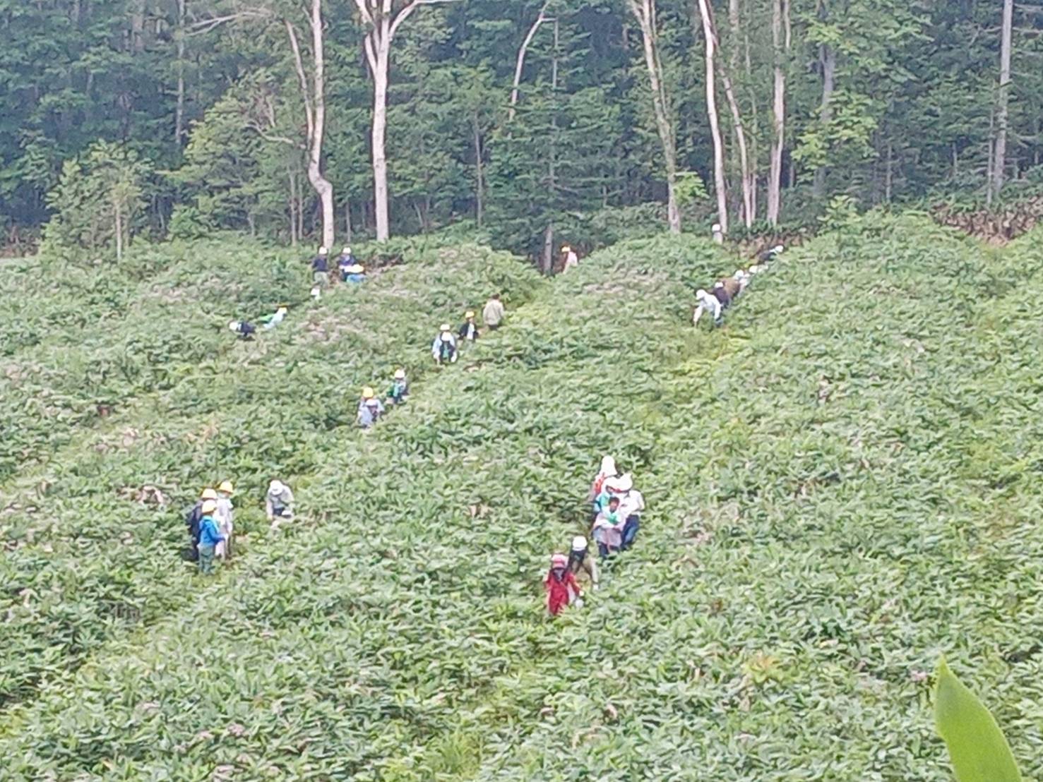 下刈の様子