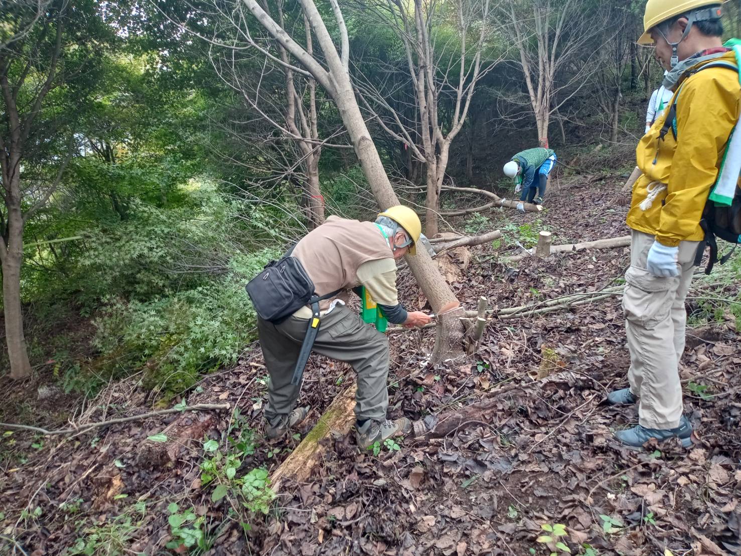 ニッセイ美の山の森での間伐等ボランティア