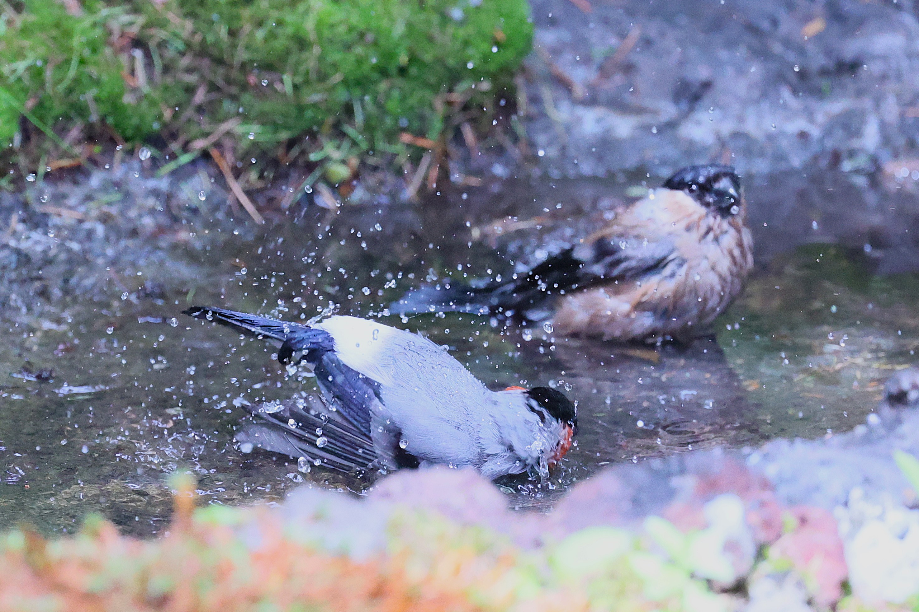 472．《ウソ（鷽）》鳥類 | ニッセイ緑の財団ニュース