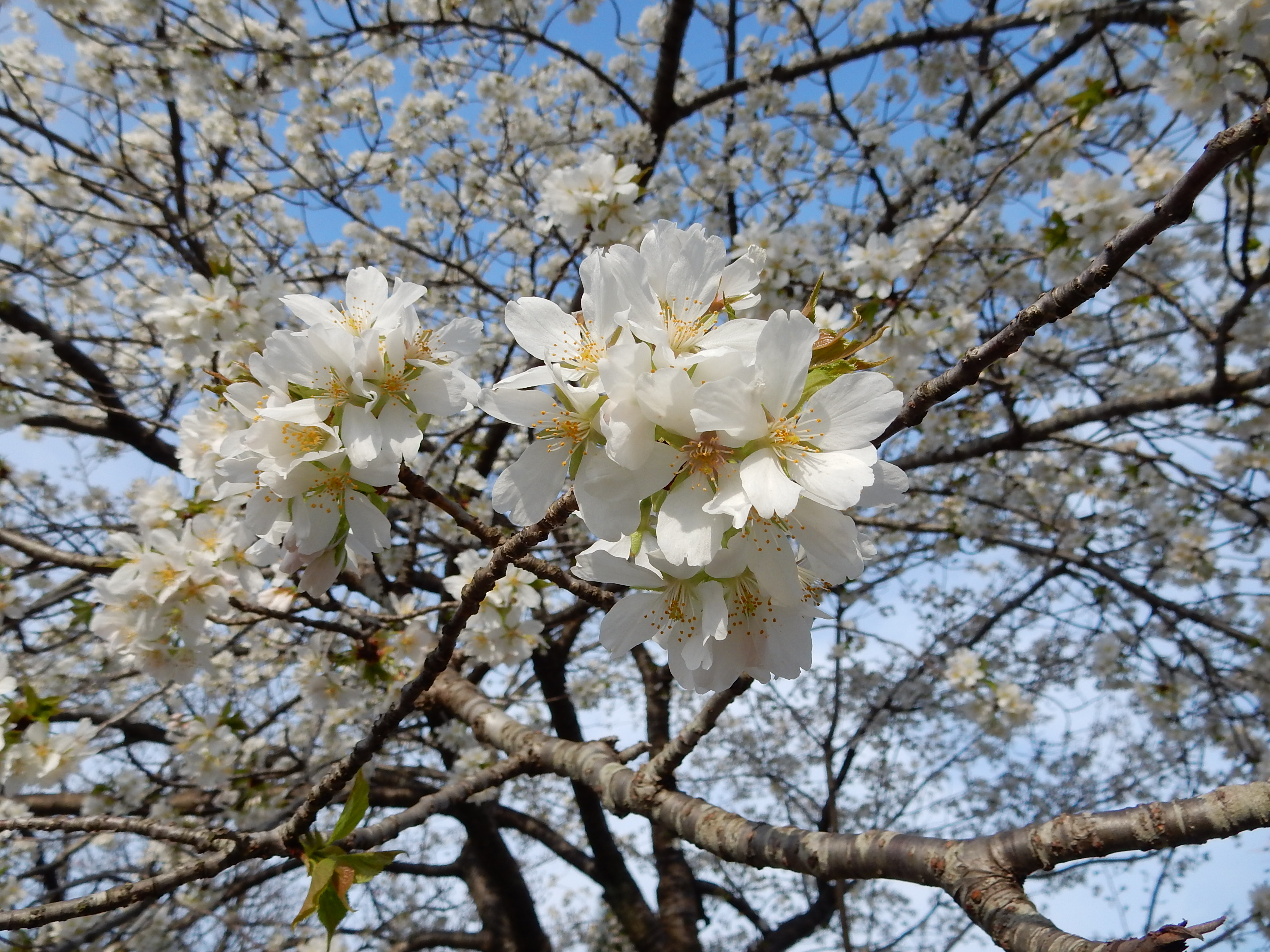 473．《オオシマザクラ（大島桜）》 | ニッセイ緑の財団ニュース