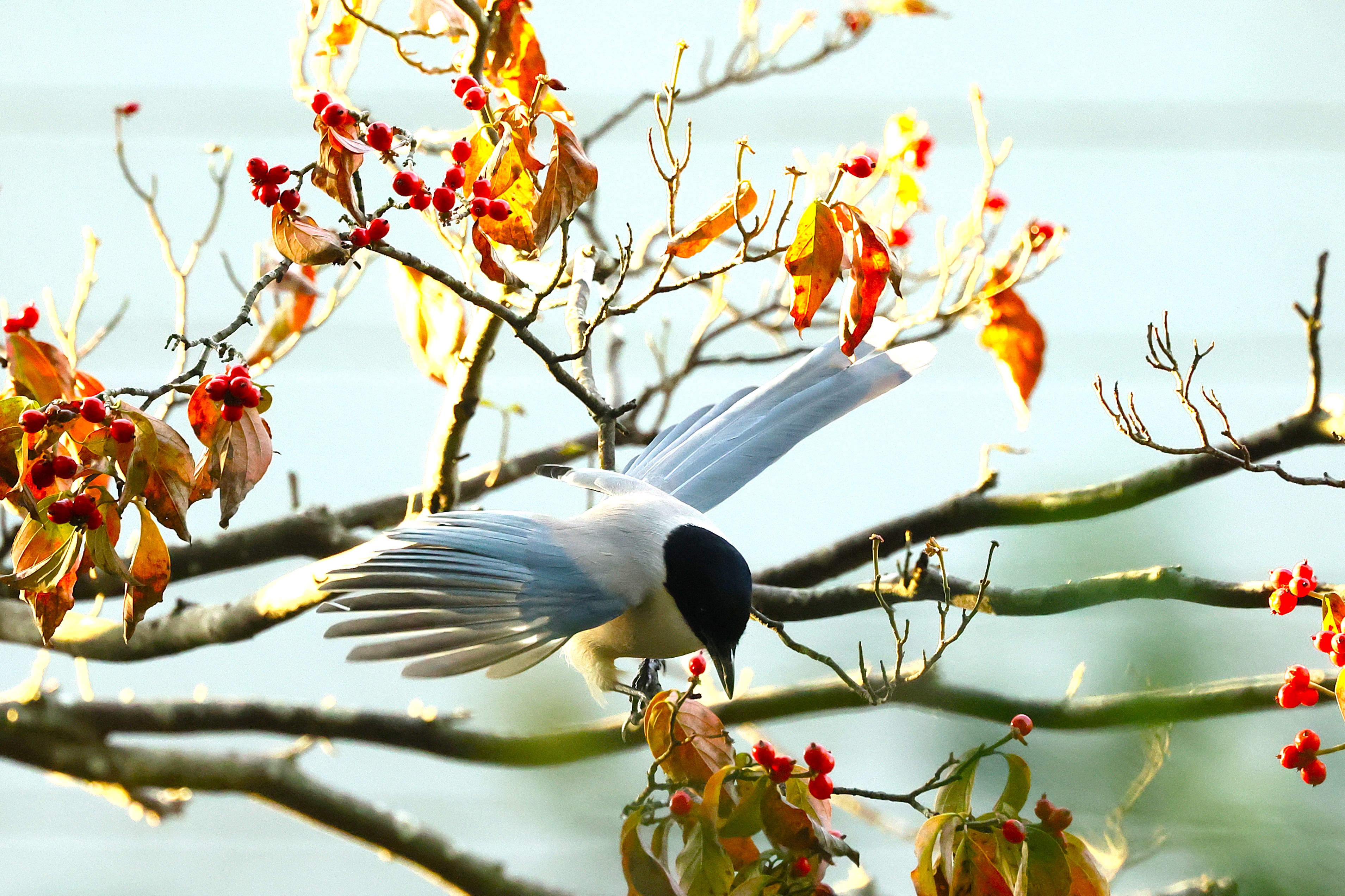 463．《オナガ（尾長）》 | ニッセイ緑の財団ニュース