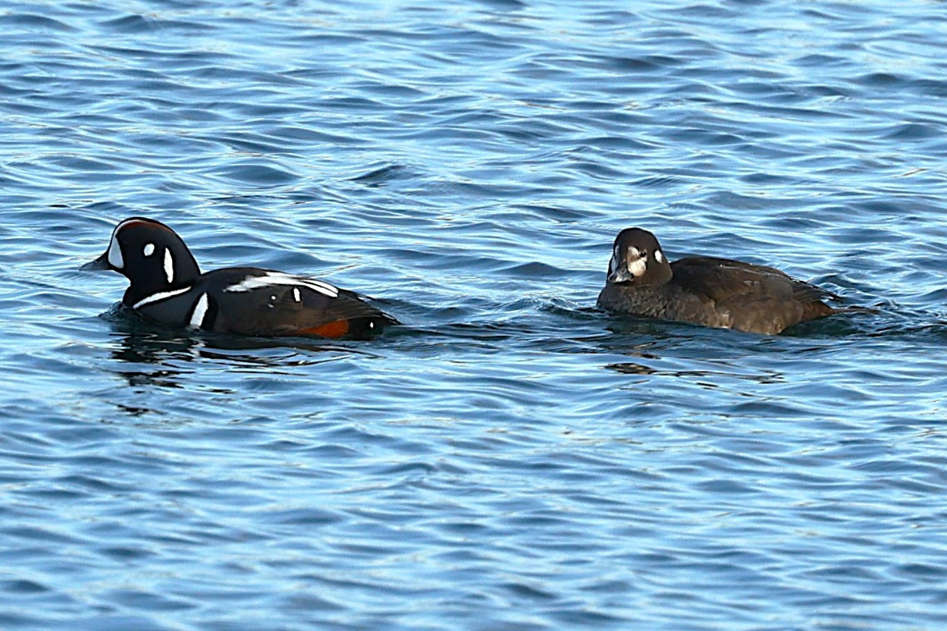 460．《シノリガモ （晨鴨）》 | ニッセイ緑の財団ニュース