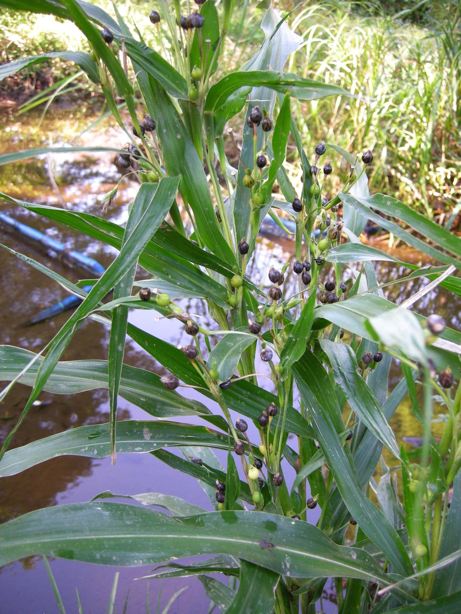 416．《ジュズダマ（数珠玉）》 | ニッセイ緑の財団ニュース