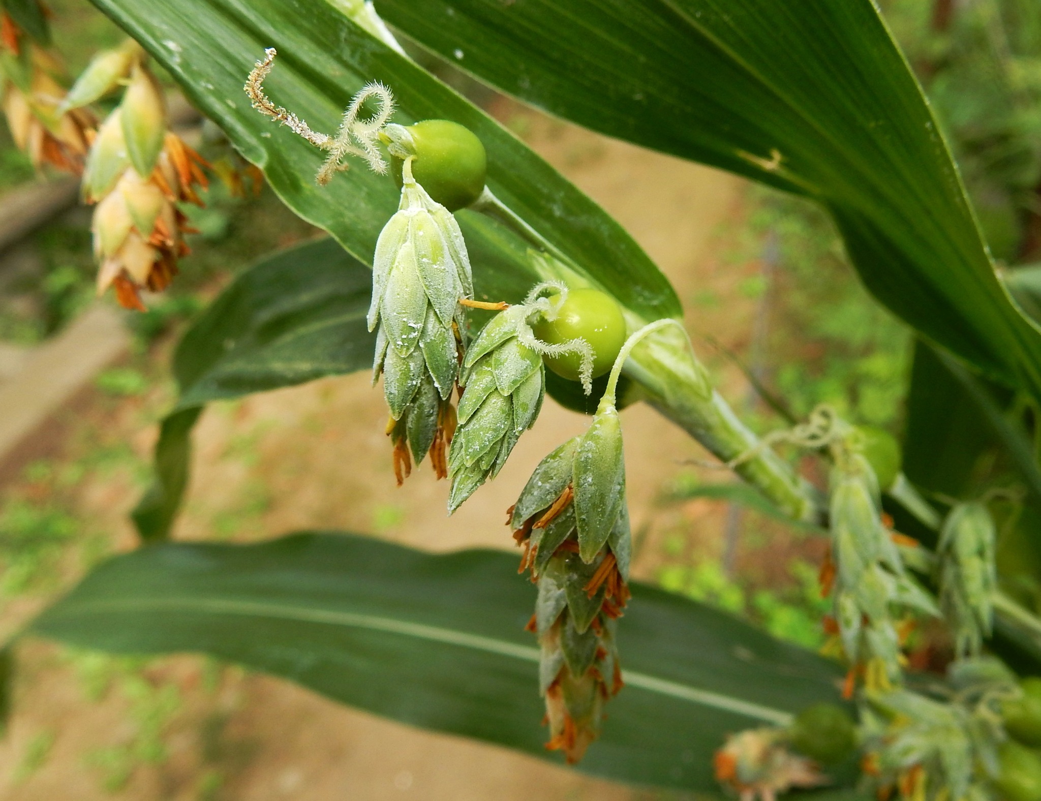 数珠玉　ジュズダマ　4kg+予備400g 416．《ジュズダマ（数珠玉）》 | ニッセイ緑の財団ニュース