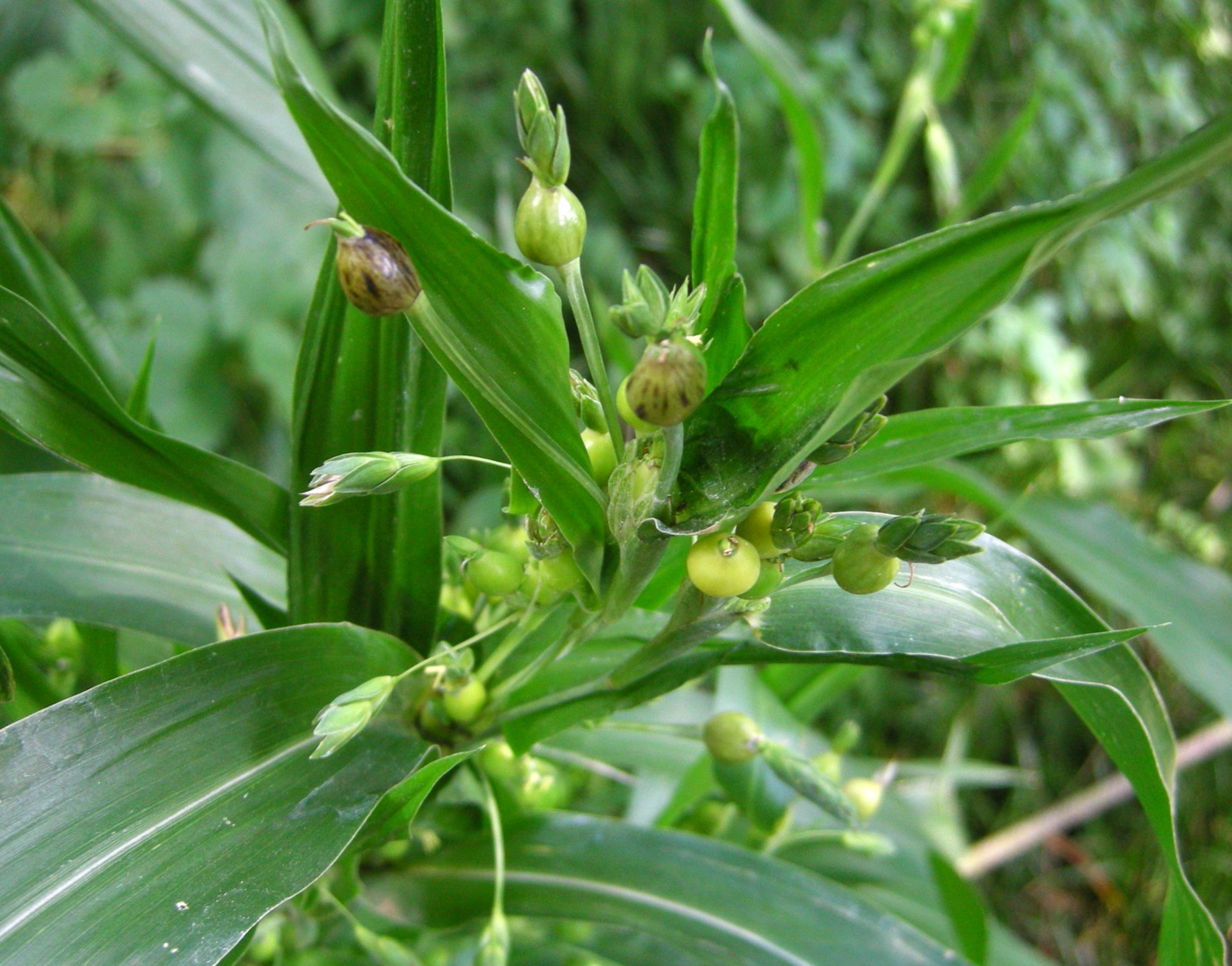 416．《ジュズダマ（数珠玉）》 | ニッセイ緑の財団ニュース