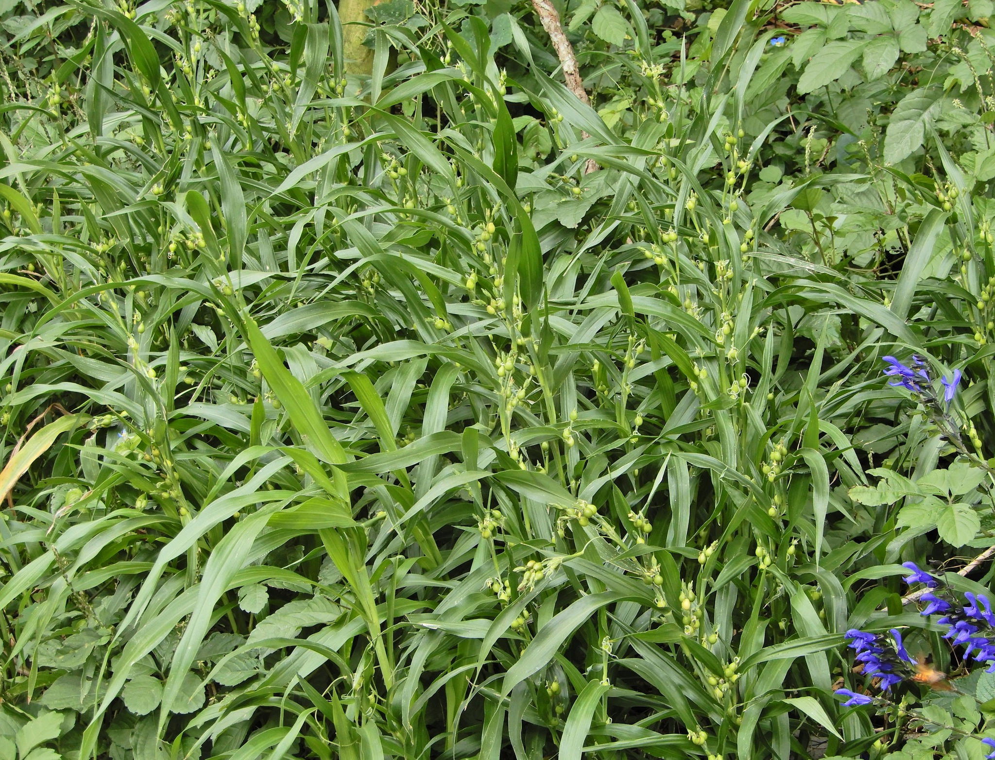 416．《ジュズダマ（数珠玉）》 | ニッセイ緑の財団ニュース