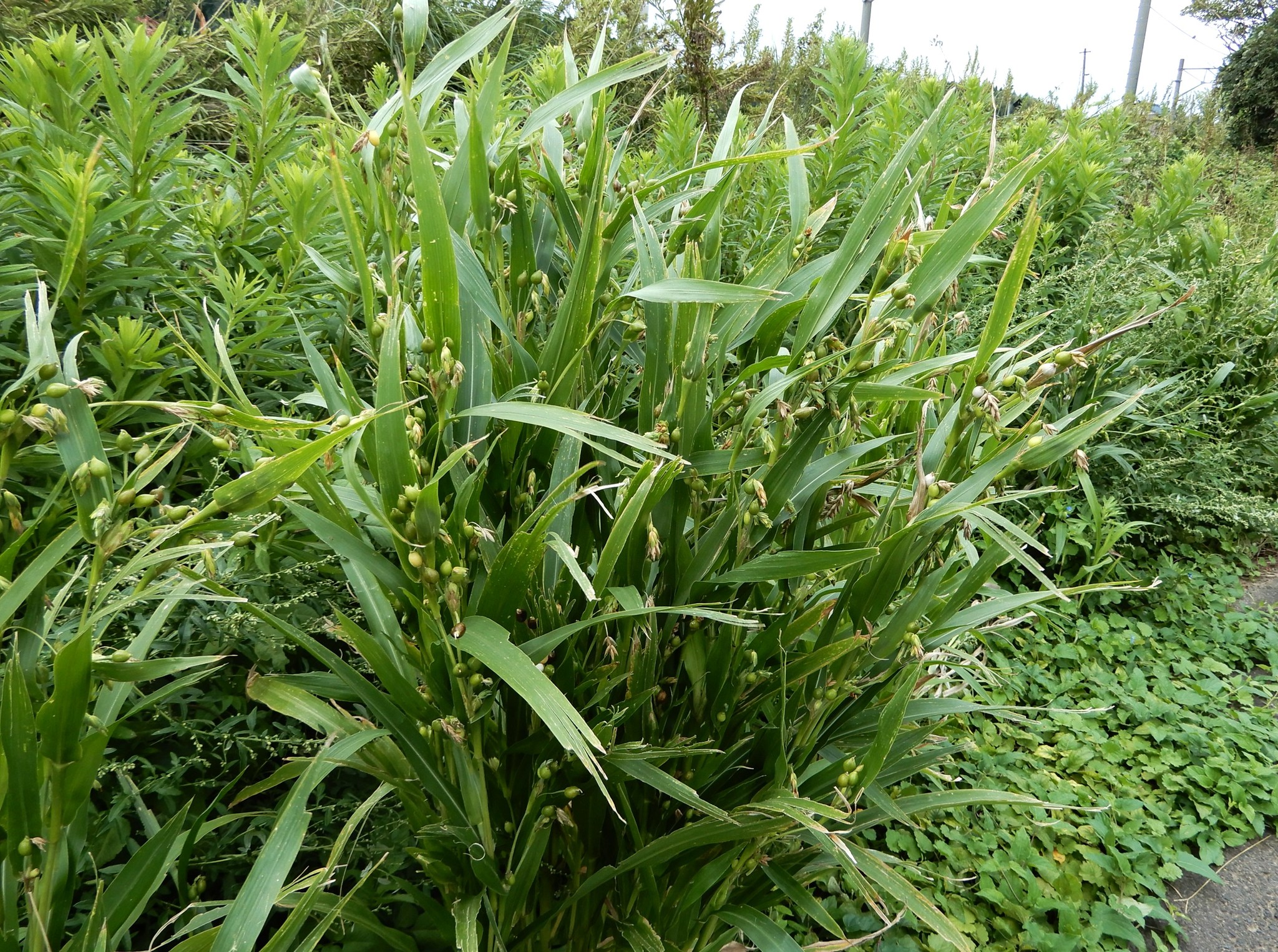 416．《ジュズダマ（数珠玉）》 | ニッセイ緑の財団ニュース