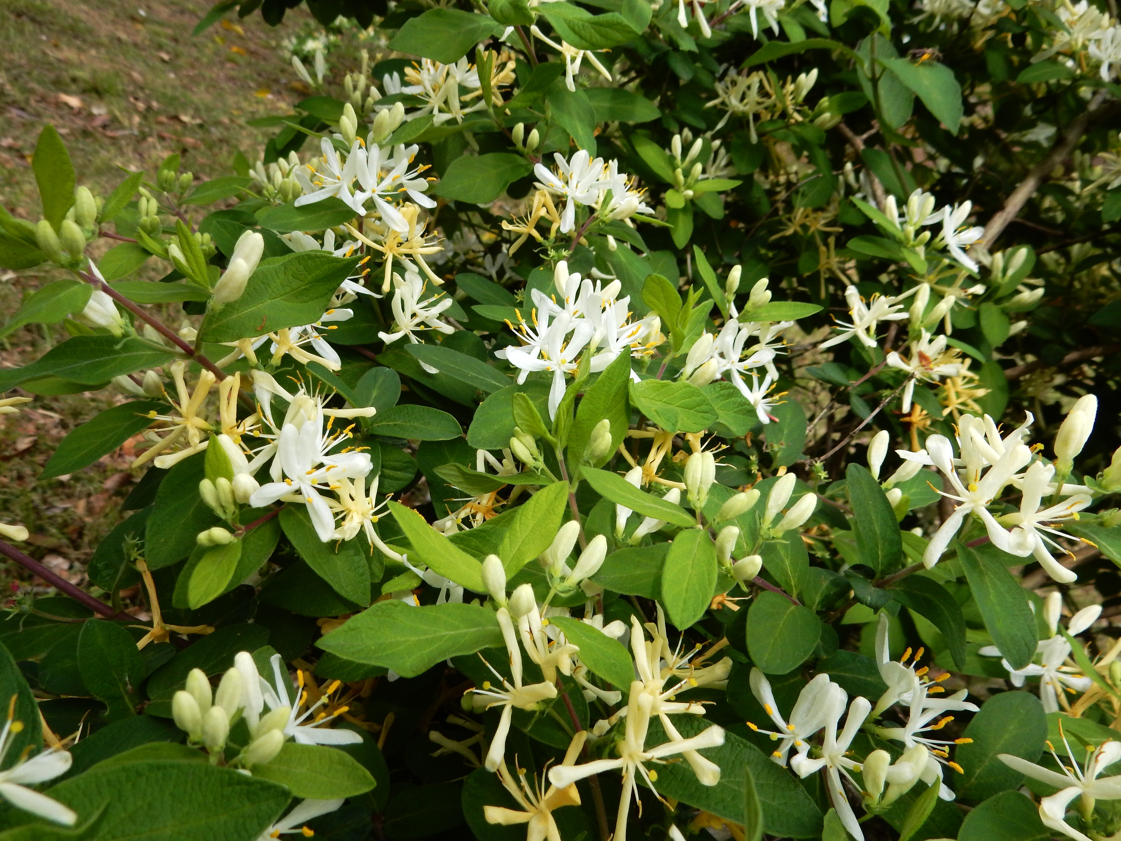 491．《ヒョウタンボク（瓢箪木）】別名 キンギンボク（金銀木