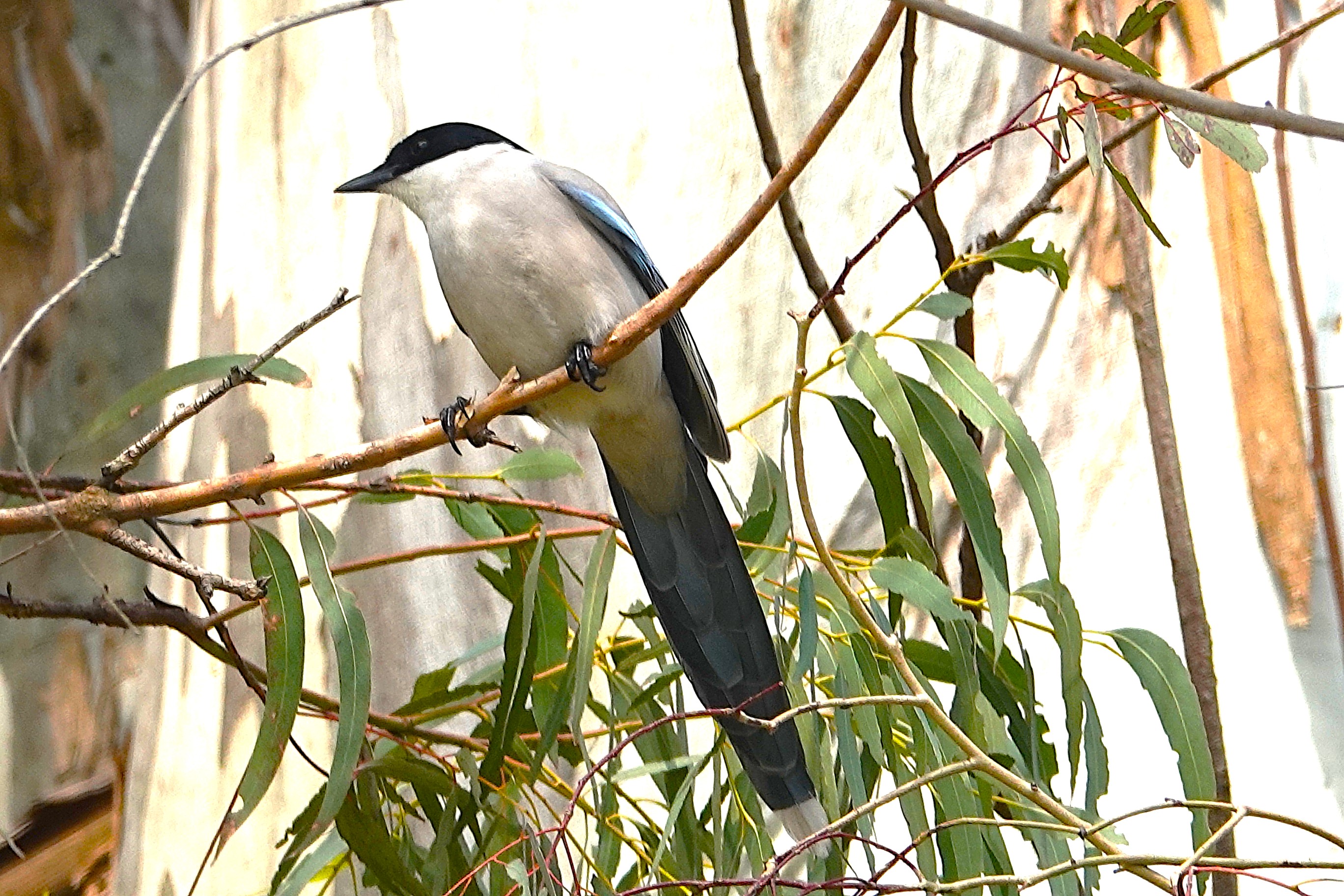 463．《オナガ（尾長）》 | ニッセイ緑の財団ニュース
