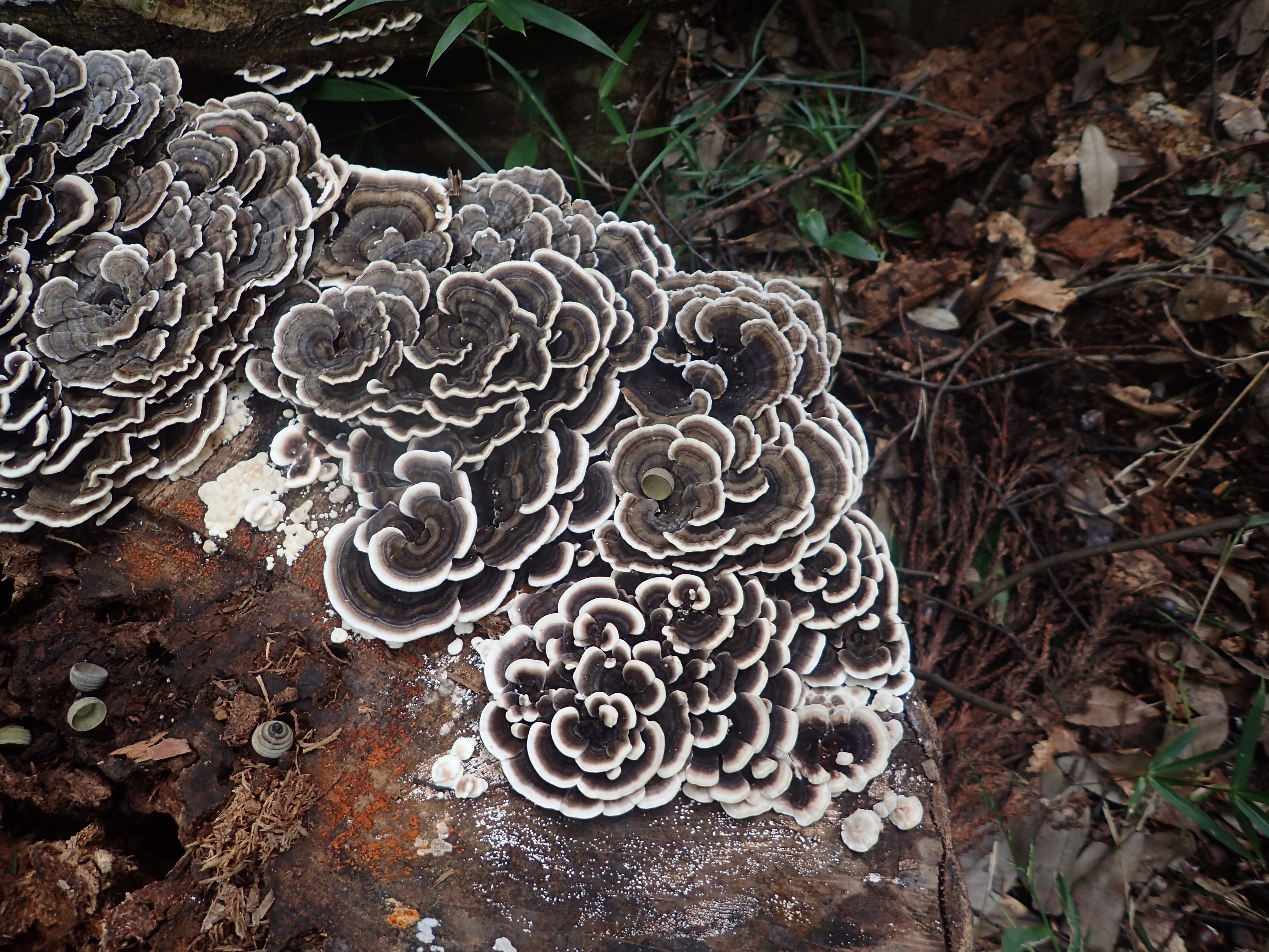 455．《カワラタケ（瓦茸）キノコ類》 | ニッセイ緑の財団ニュース