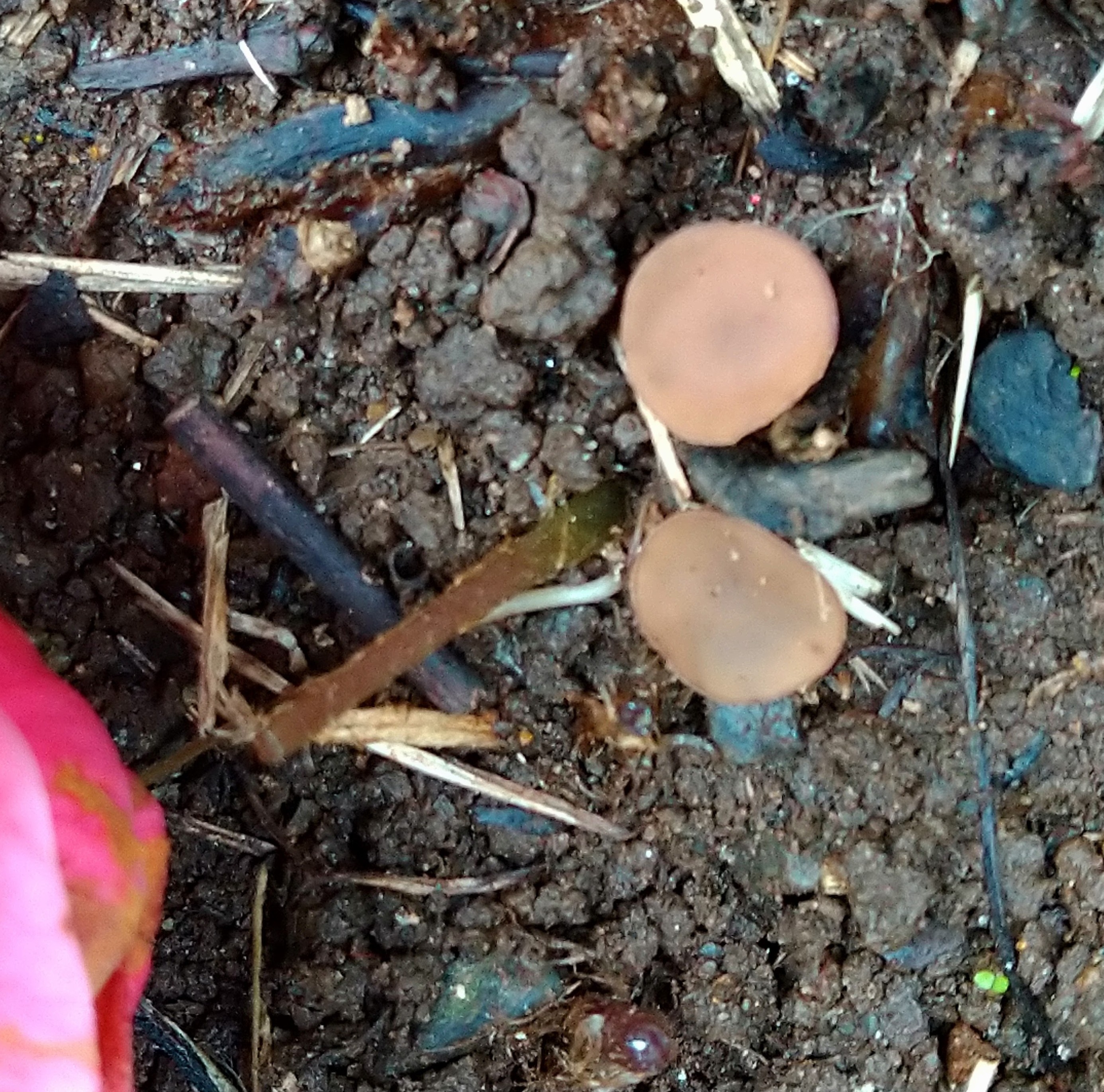 462．《ツバキキンカクチャワンタケ（椿菌核茶碗茸）キノコ類