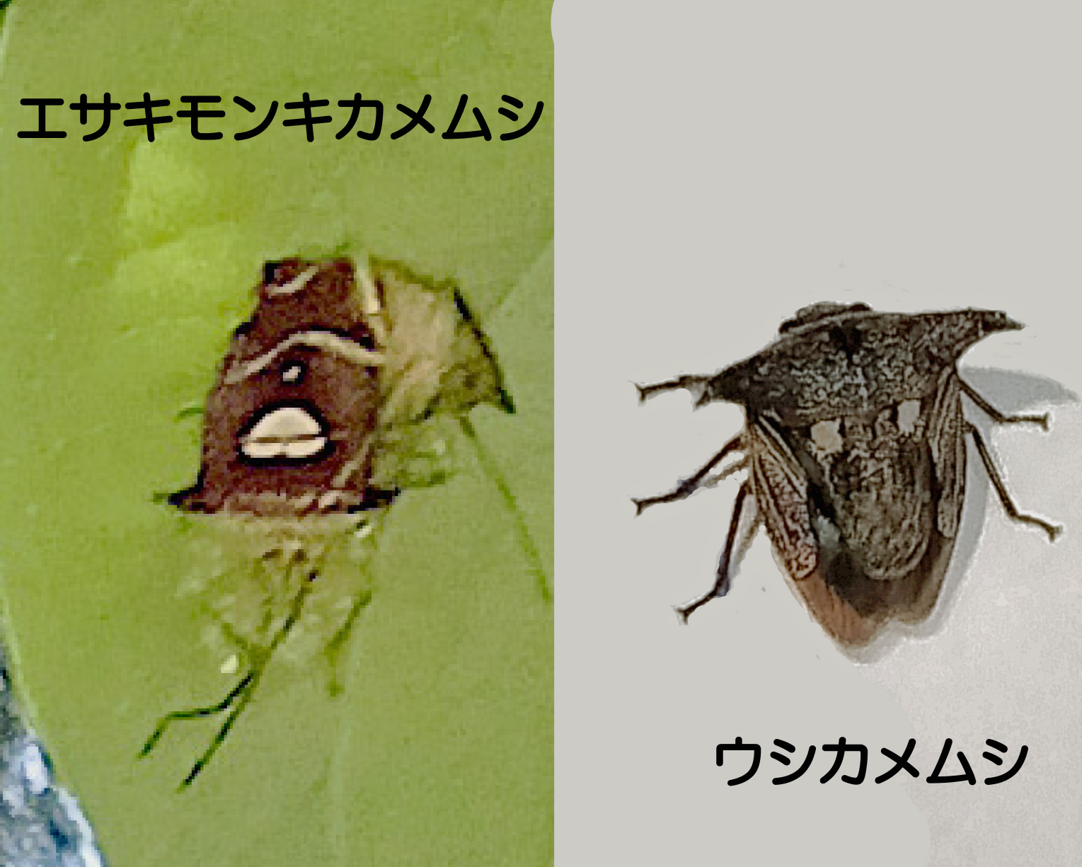 No.17》カメムシ考 | ニッセイ緑の財団ニュース