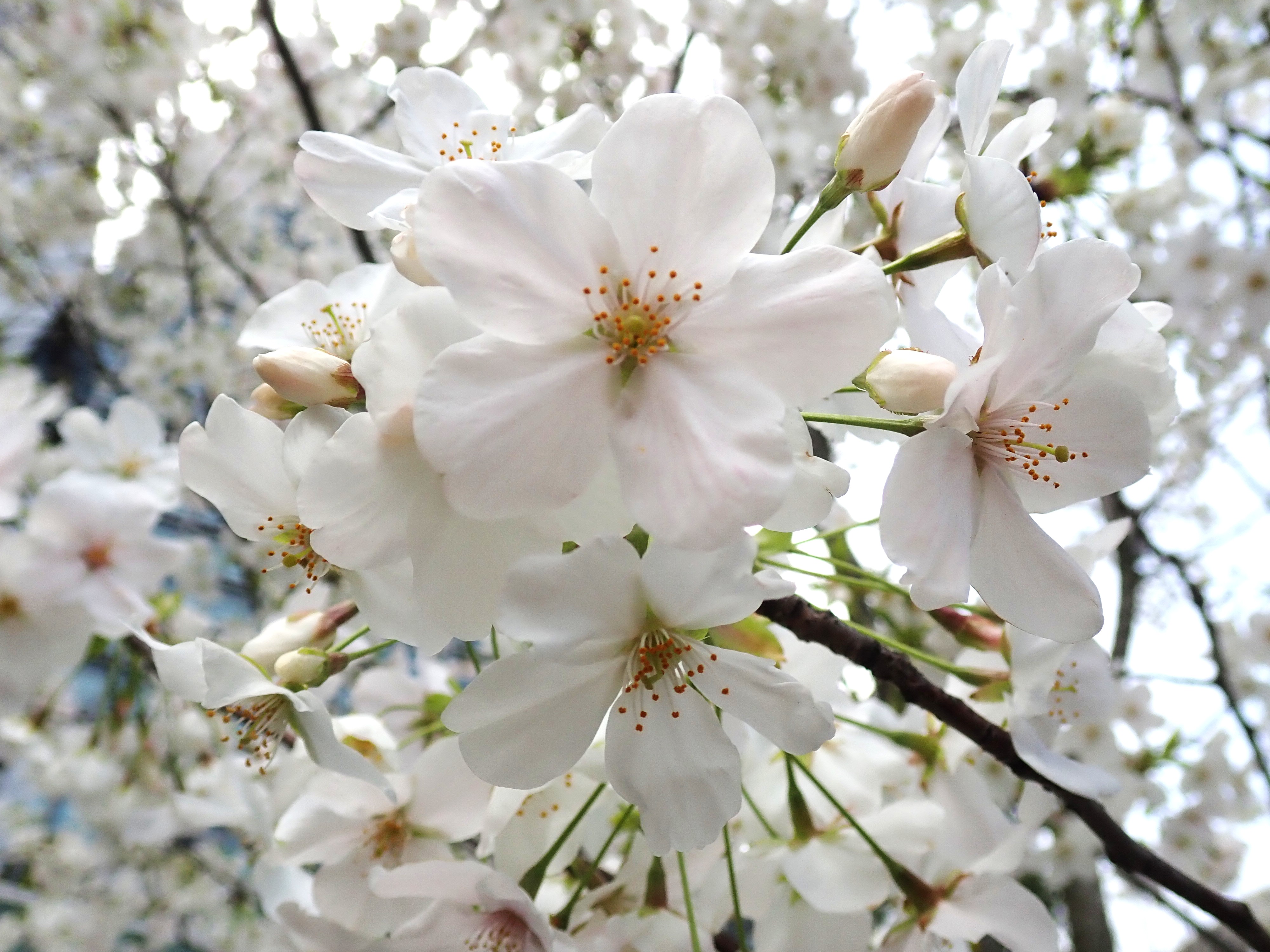 473．《オオシマザクラ（大島桜）》 | ニッセイ緑の財団ニュース