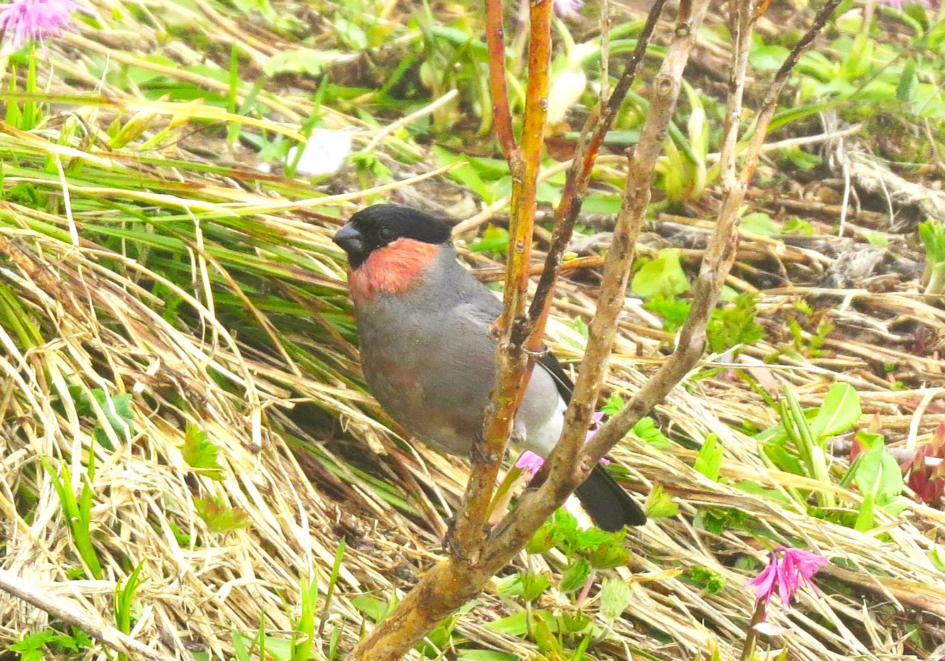 野鳥　ウソ 472．《ウソ（鷽）》鳥類 | ニッセイ緑の財団ニュース