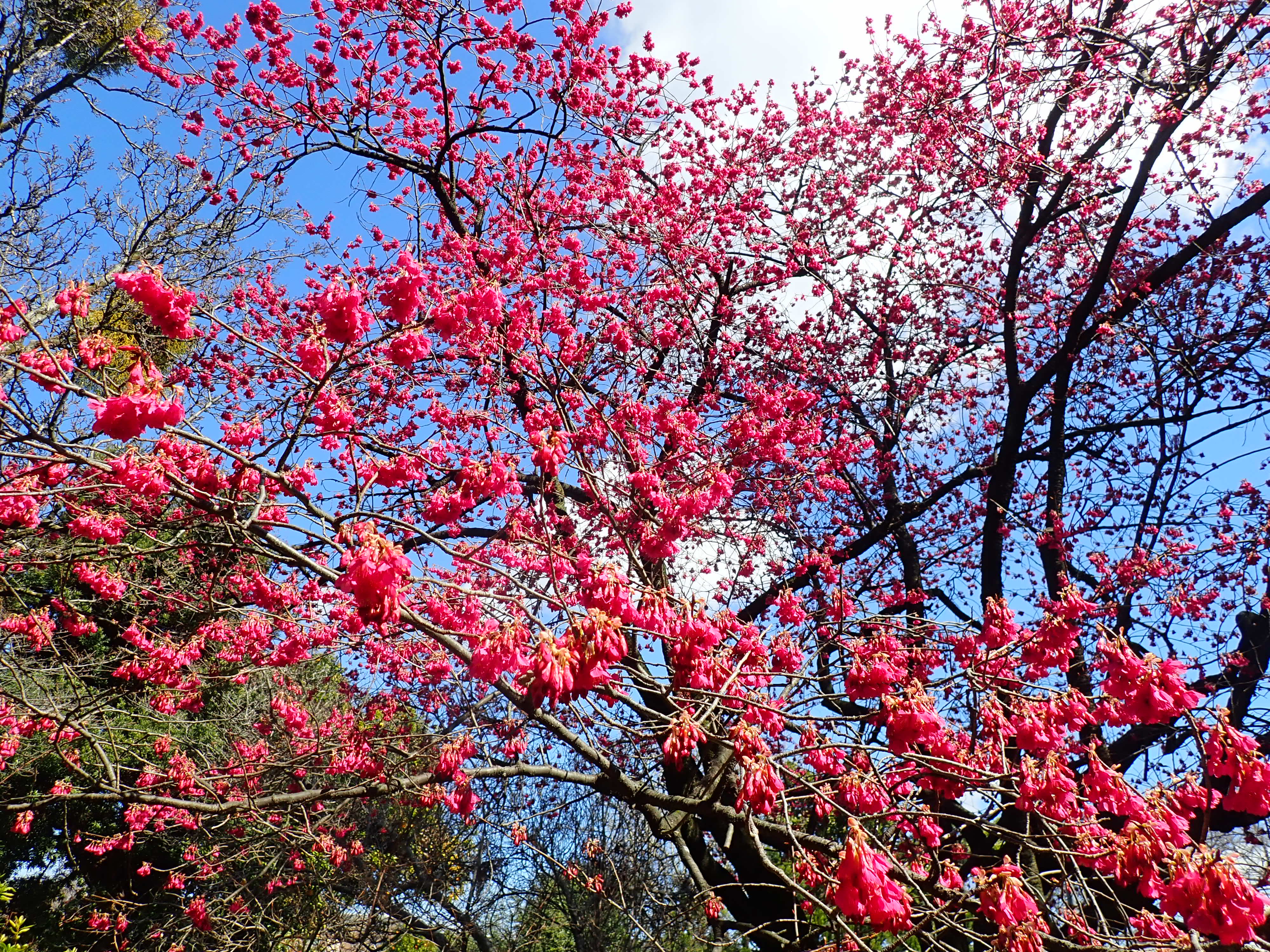458．《カンヒザクラ（寒緋桜）別名ヒカンザクラ（緋寒桜