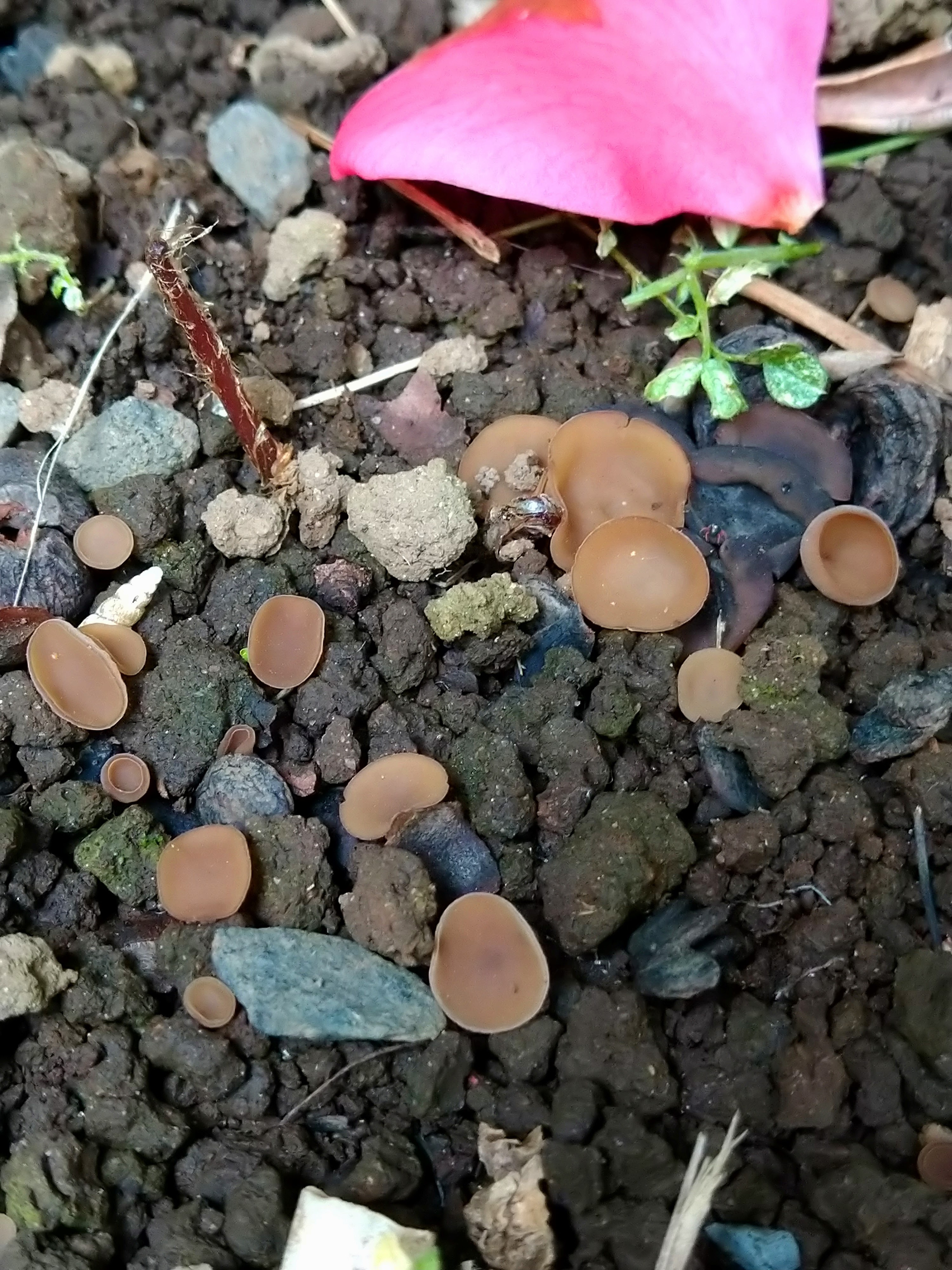 462．《ツバキキンカクチャワンタケ（椿菌核茶碗茸）キノコ類