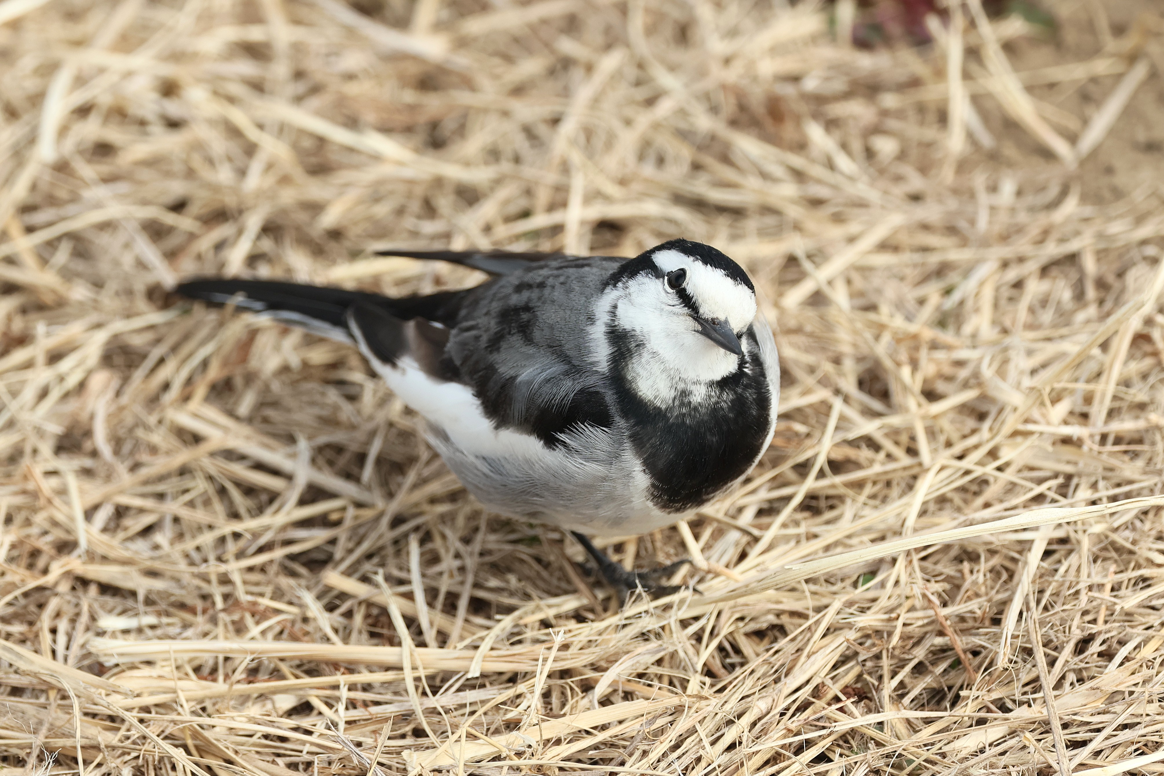456．《ハクセキレイ(白鶺鴒)》 | ニッセイ緑の財団ニュース