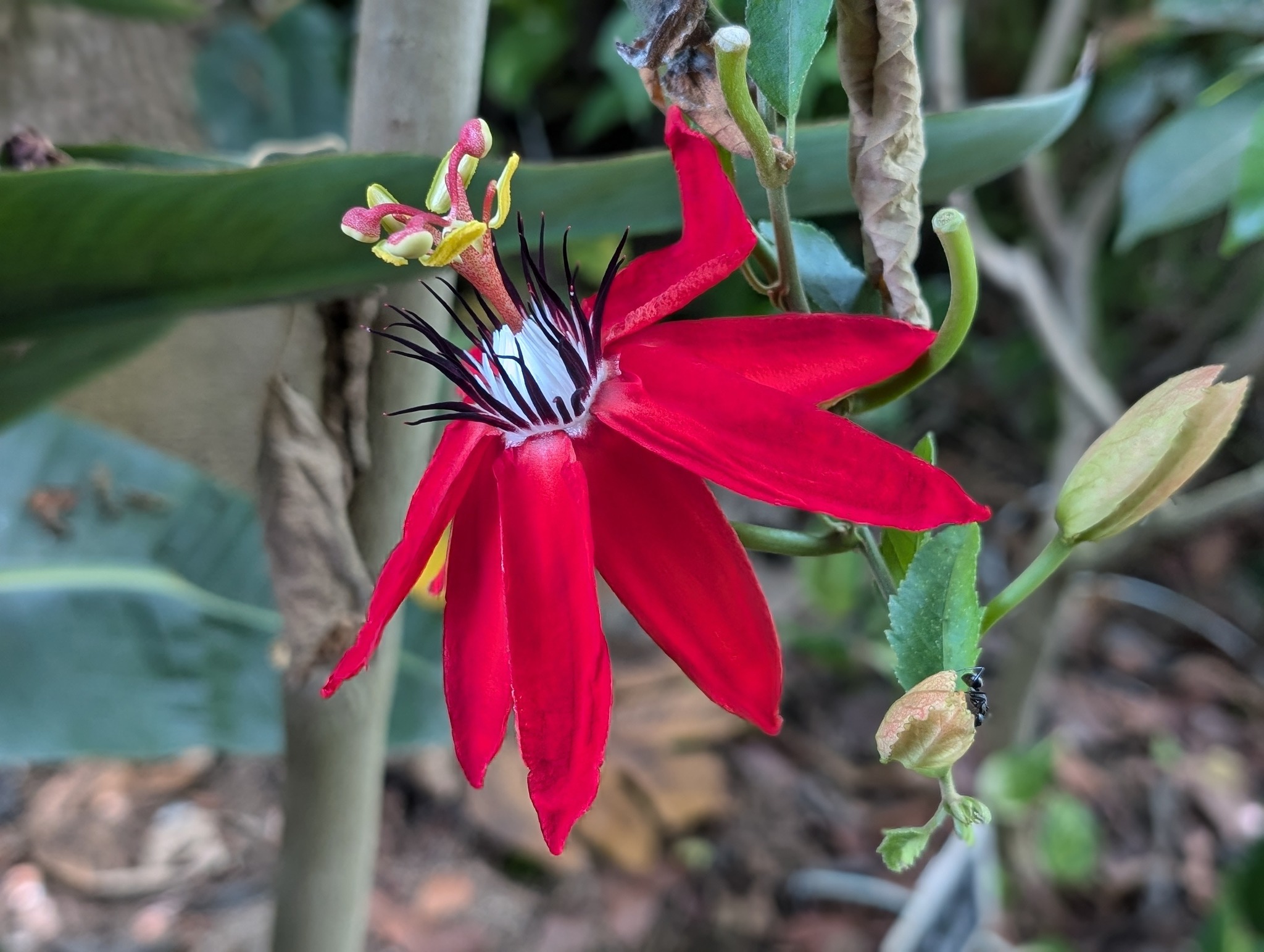 296．《トケイソウ（時計草） 英名 passion flower》 | ニッセイ緑