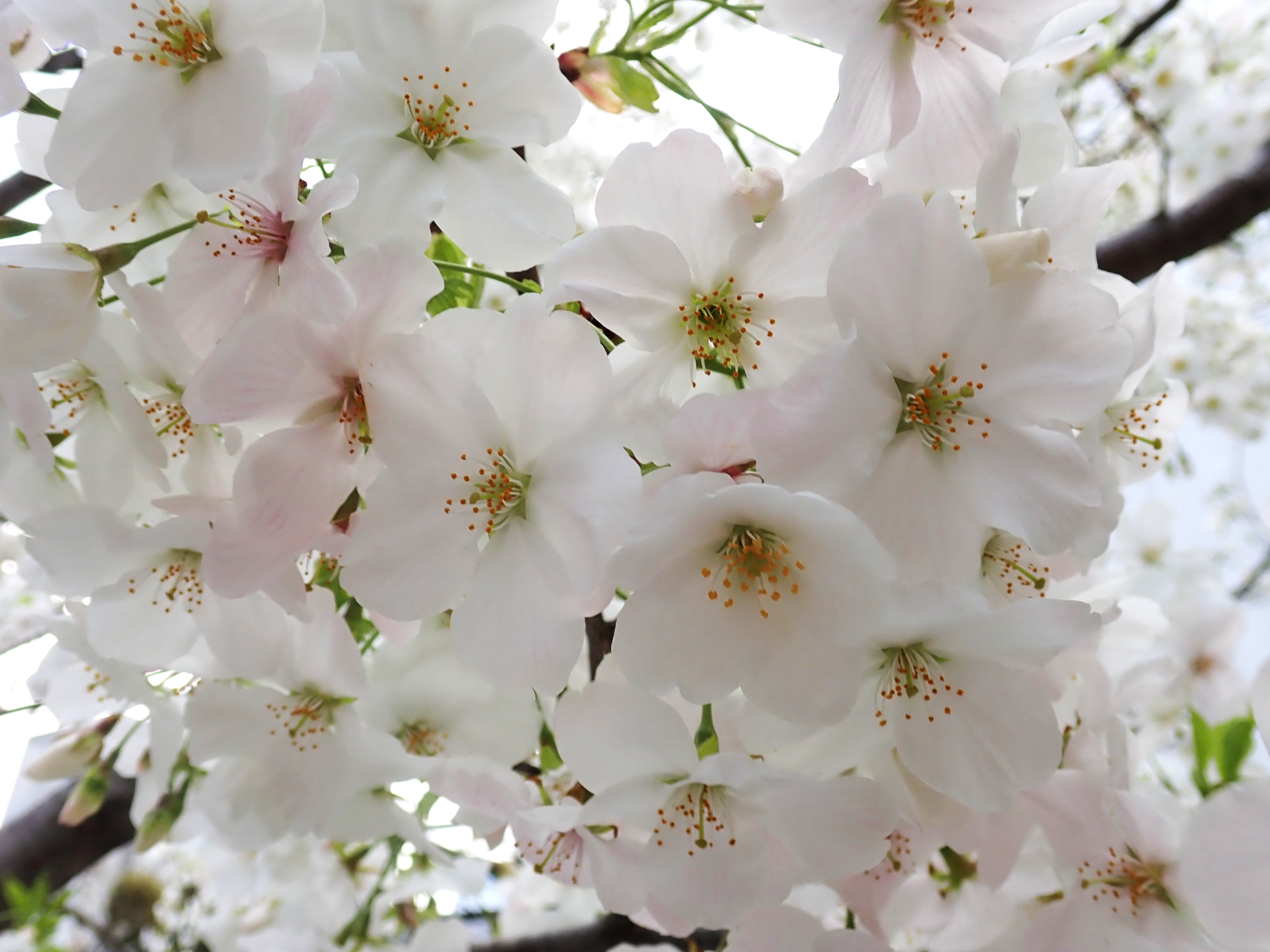 473．《オオシマザクラ（大島桜）》 | ニッセイ緑の財団ニュース