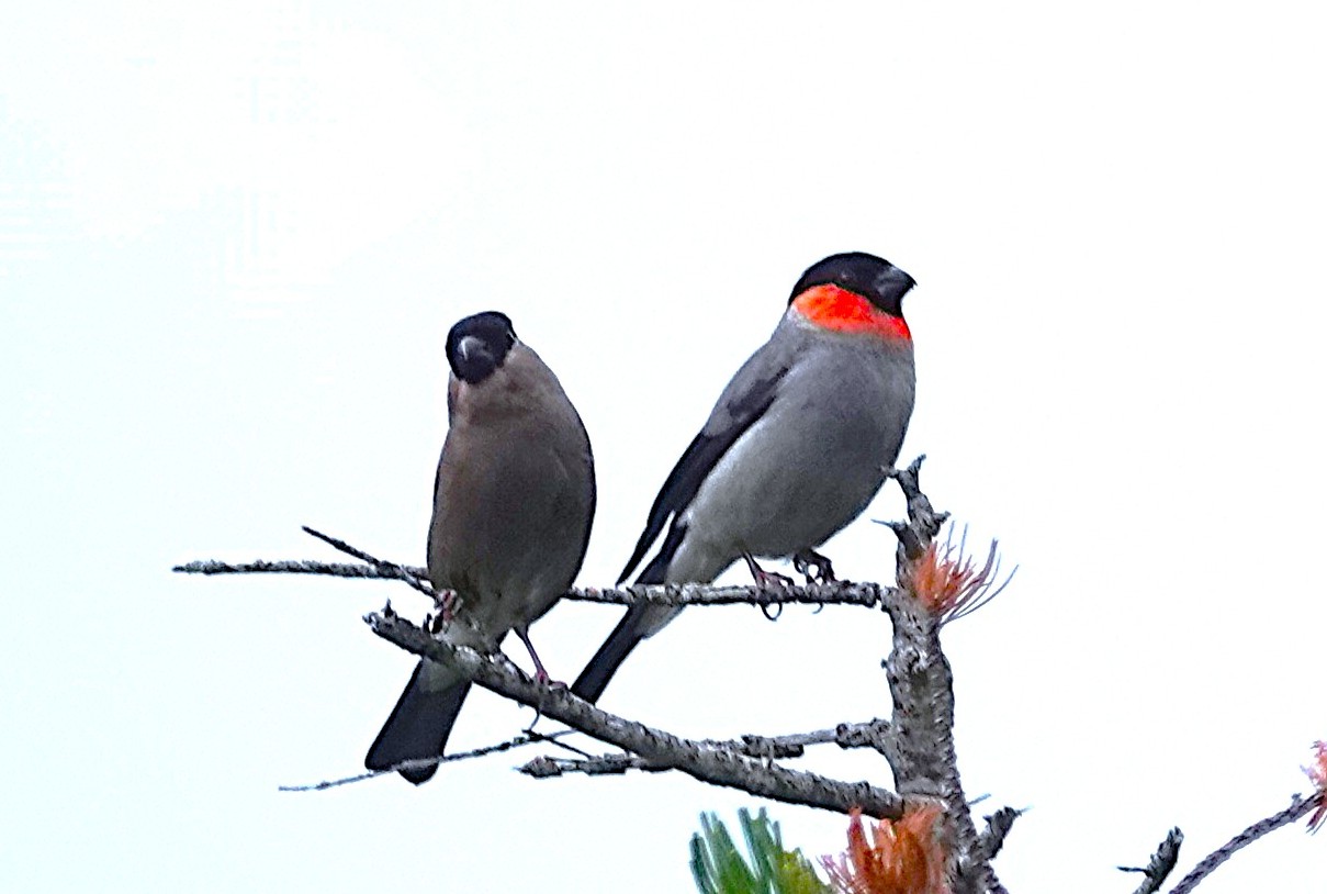 472．《ウソ（鷽）》鳥類 | ニッセイ緑の財団ニュース