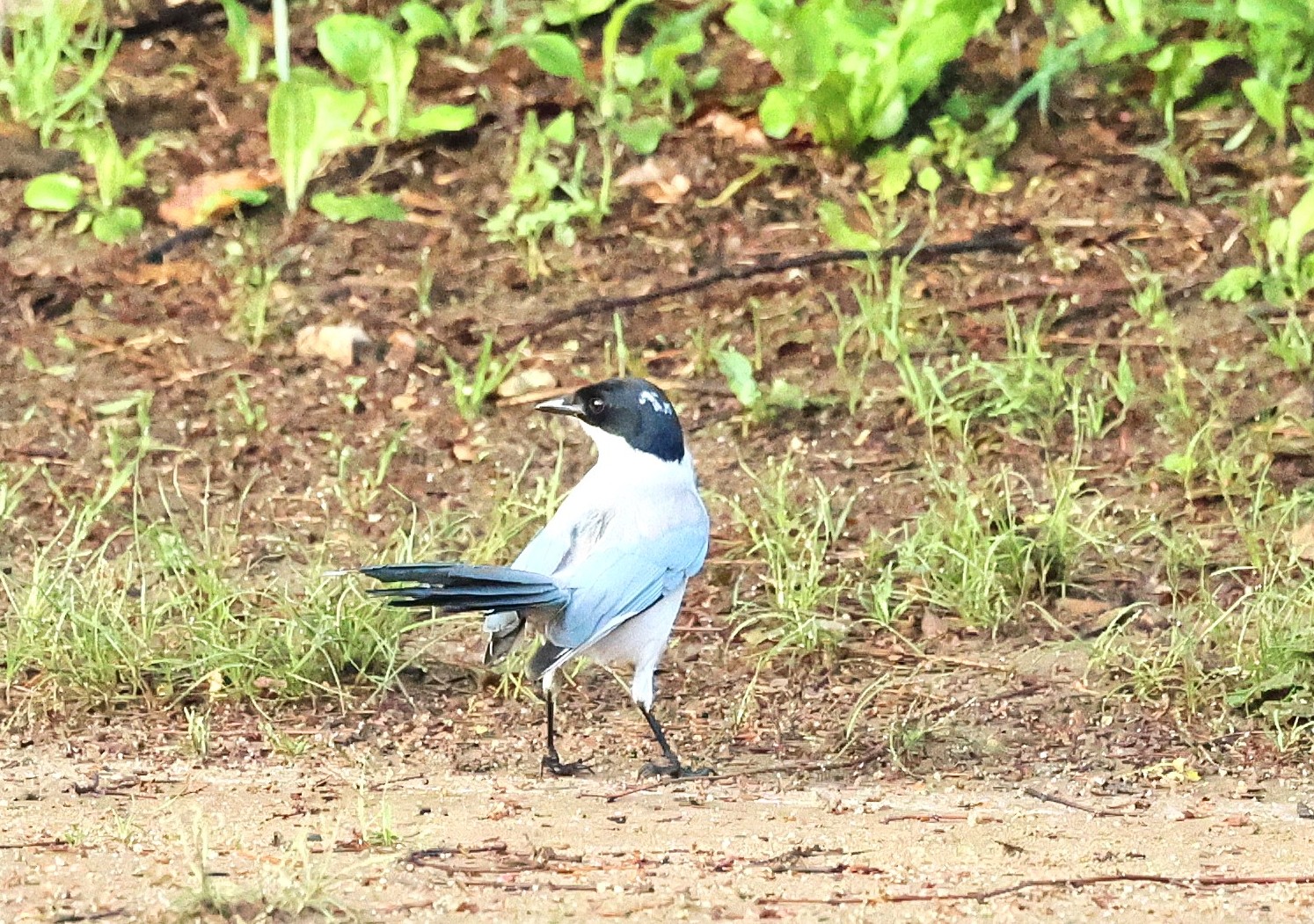 463．《オナガ（尾長）》 | ニッセイ緑の財団ニュース