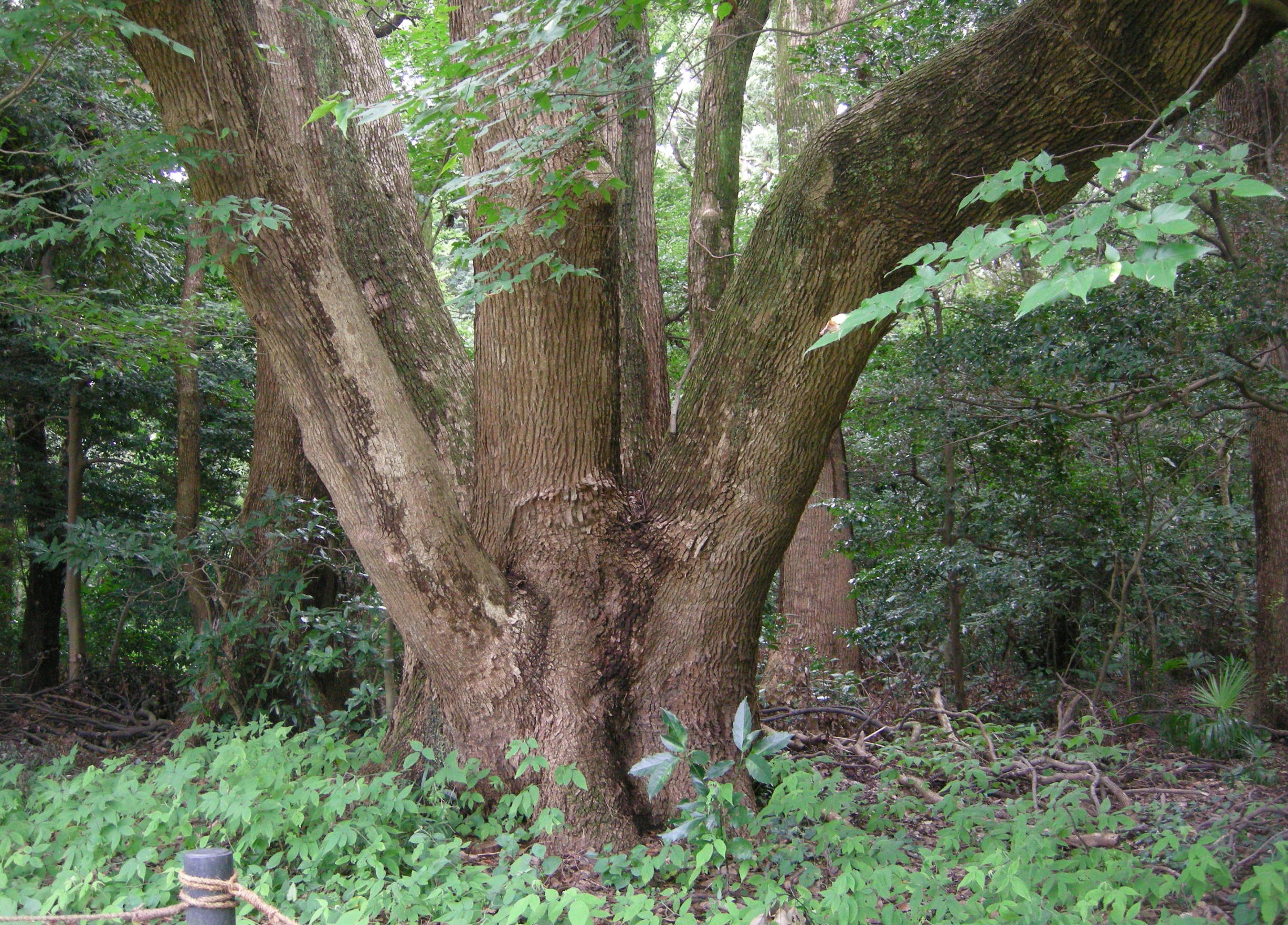 457．《クスノキ（楠）》 | ニッセイ緑の財団ニュース