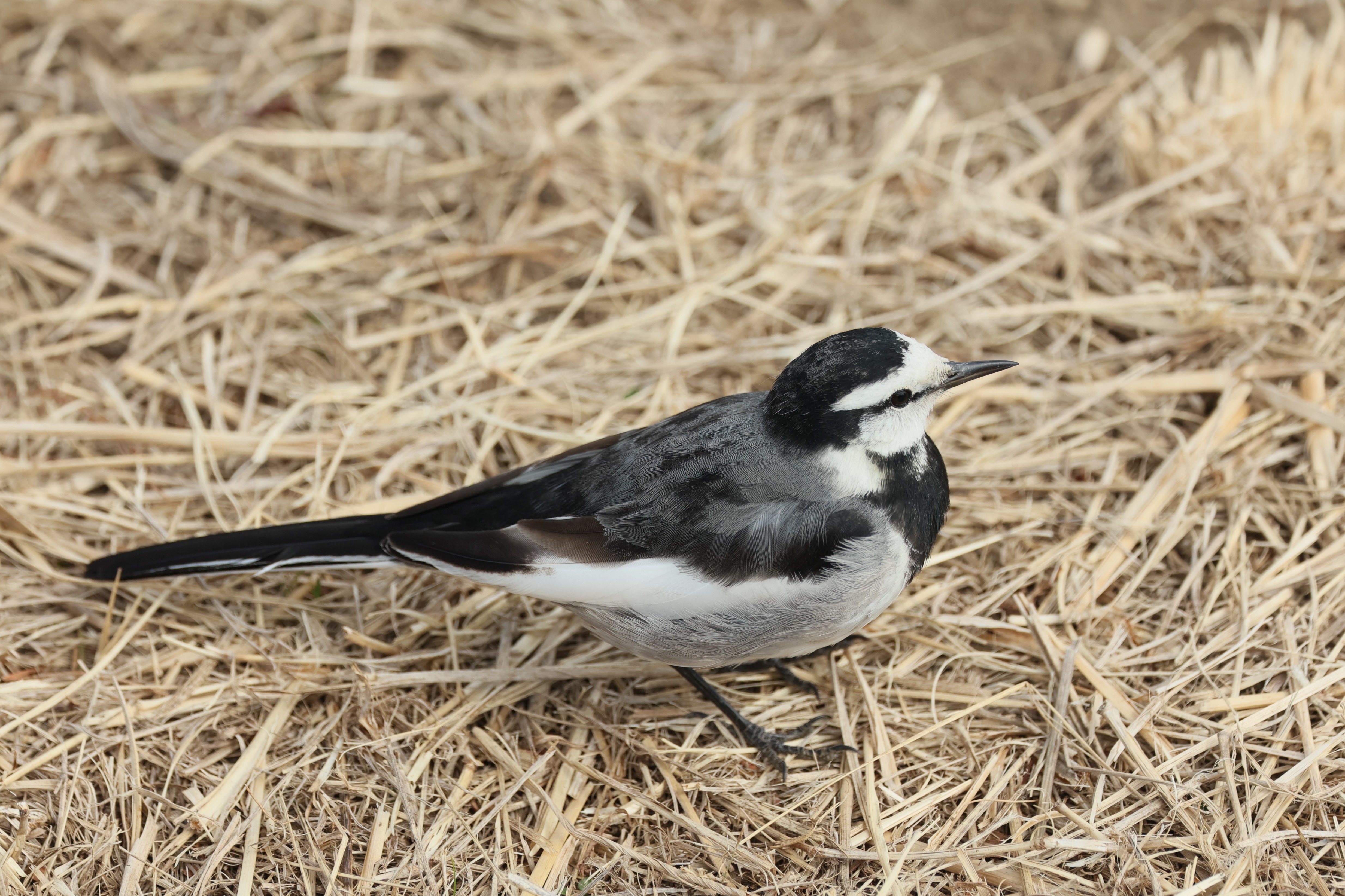 456．《ハクセキレイ(白鶺鴒)》 | ニッセイ緑の財団ニュース