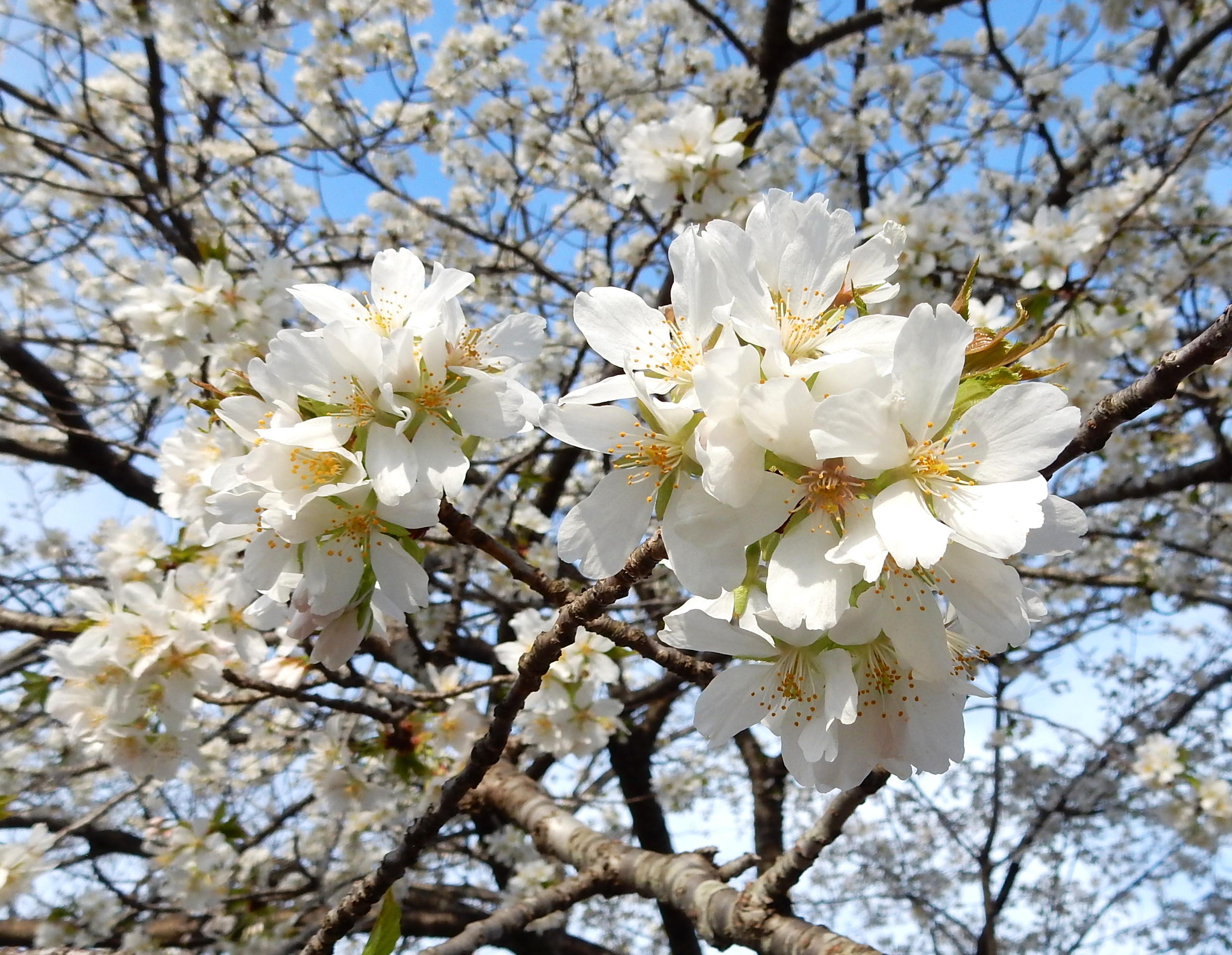 458．《カンヒザクラ（寒緋桜）別名ヒカンザクラ（緋寒桜