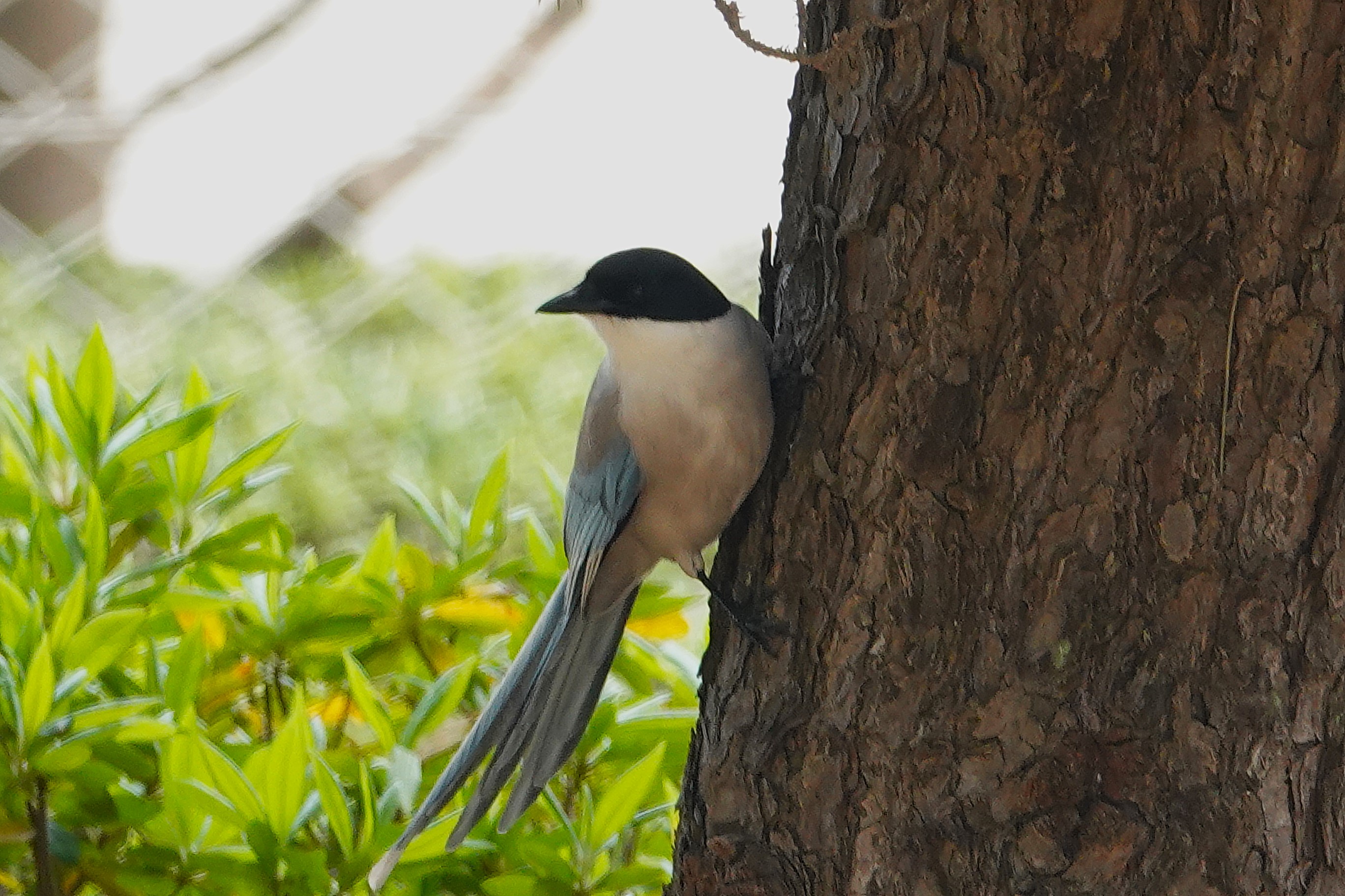 463．《オナガ（尾長）》 | ニッセイ緑の財団ニュース