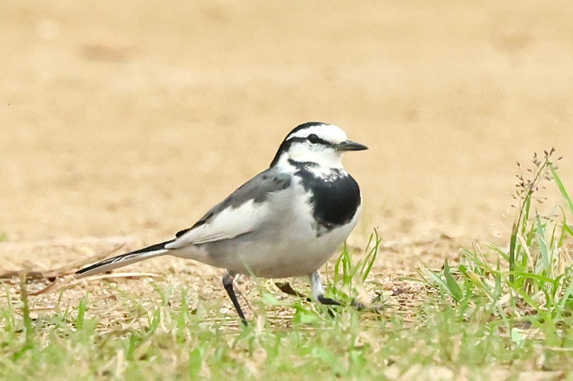 456．《ハクセキレイ(白鶺鴒)》 | ニッセイ緑の財団ニュース