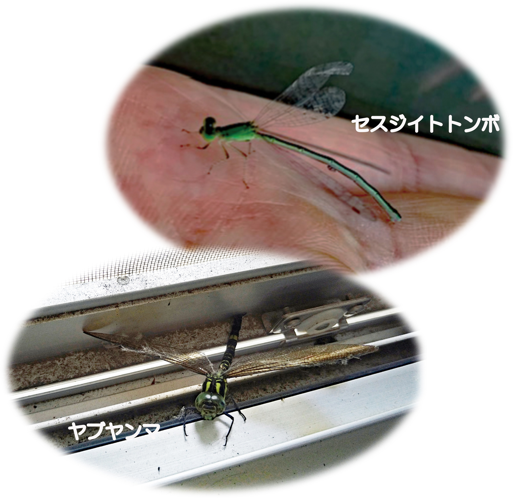 No.25》トンボのめがねは水色めがね♪ | ニッセイ緑の財団ニュース