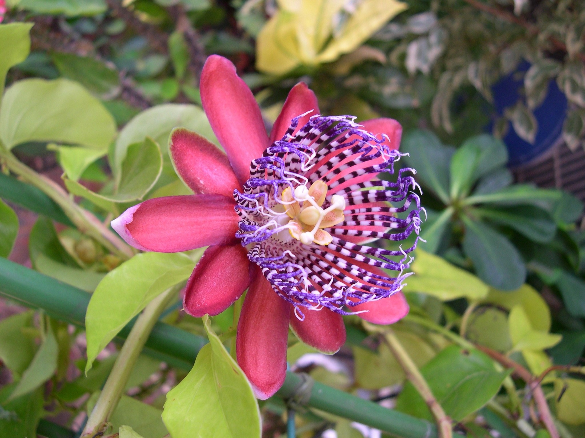 296．《トケイソウ（時計草） 英名 passion flower》 | ニッセイ緑