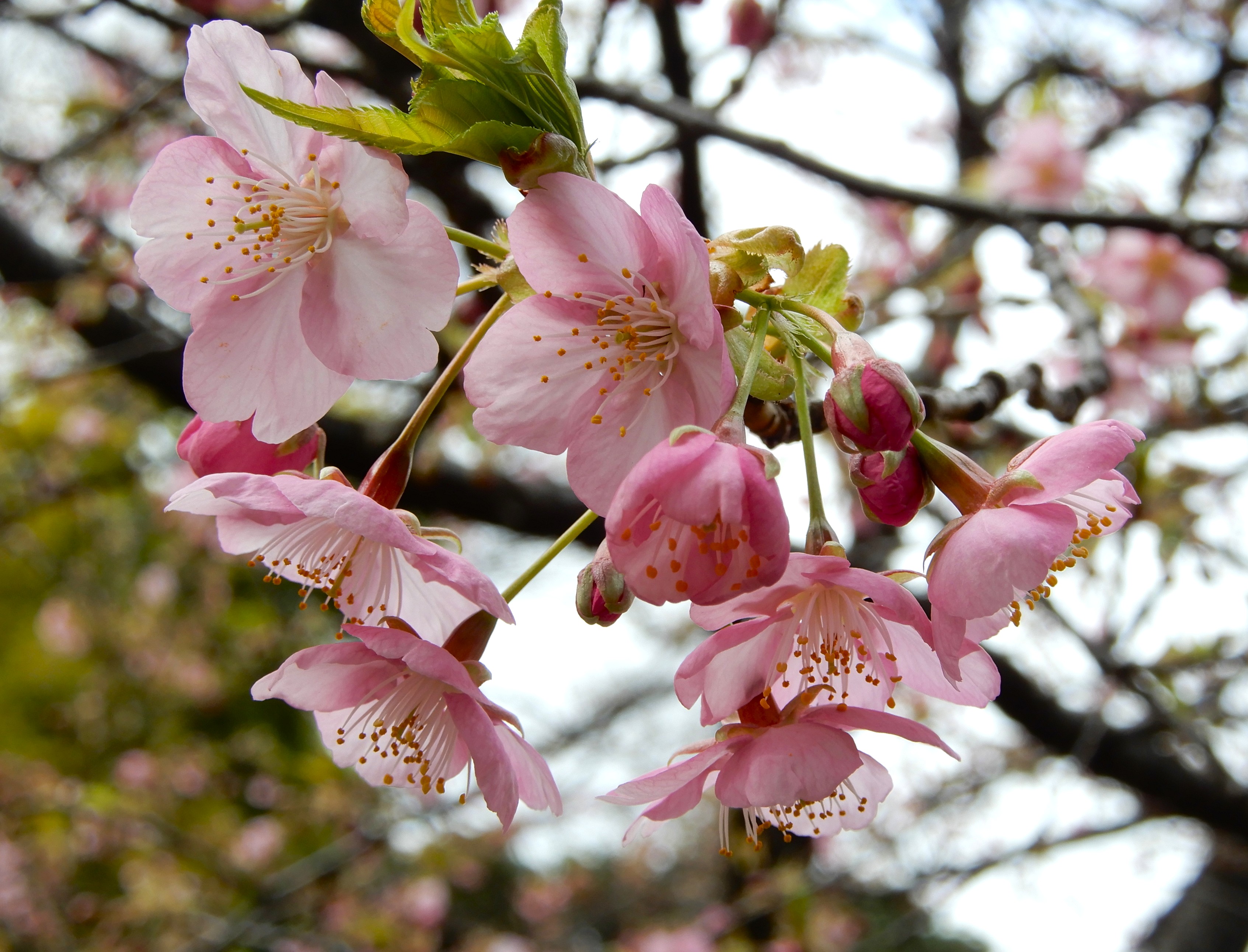 458．《カンヒザクラ（寒緋桜）別名ヒカンザクラ（緋寒桜