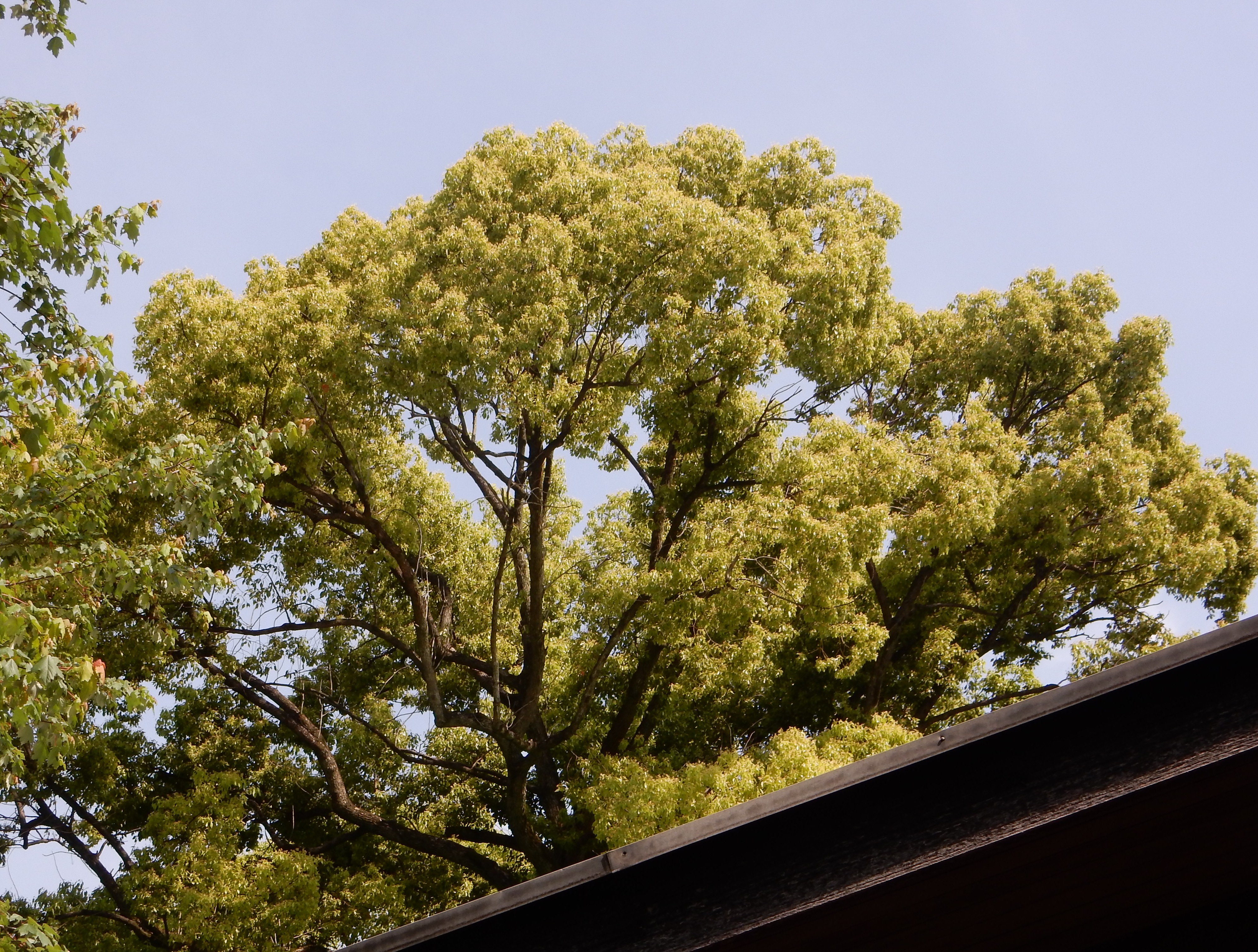 457．《クスノキ（楠）》 | ニッセイ緑の財団ニュース