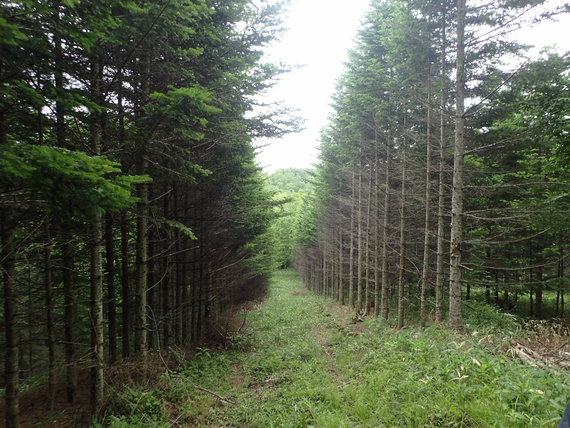 【2019.6撮影】列状間伐後のトドマツの状況